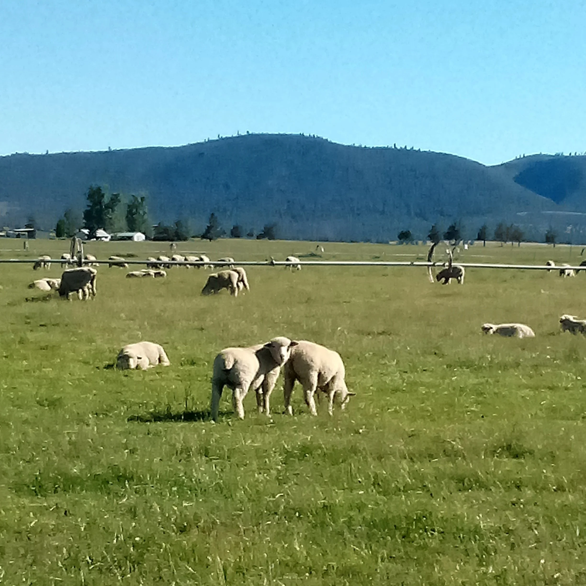 Goss Ranch Raised Meat | High-Quality Bulk Lamb | Pasture-Raised ...
