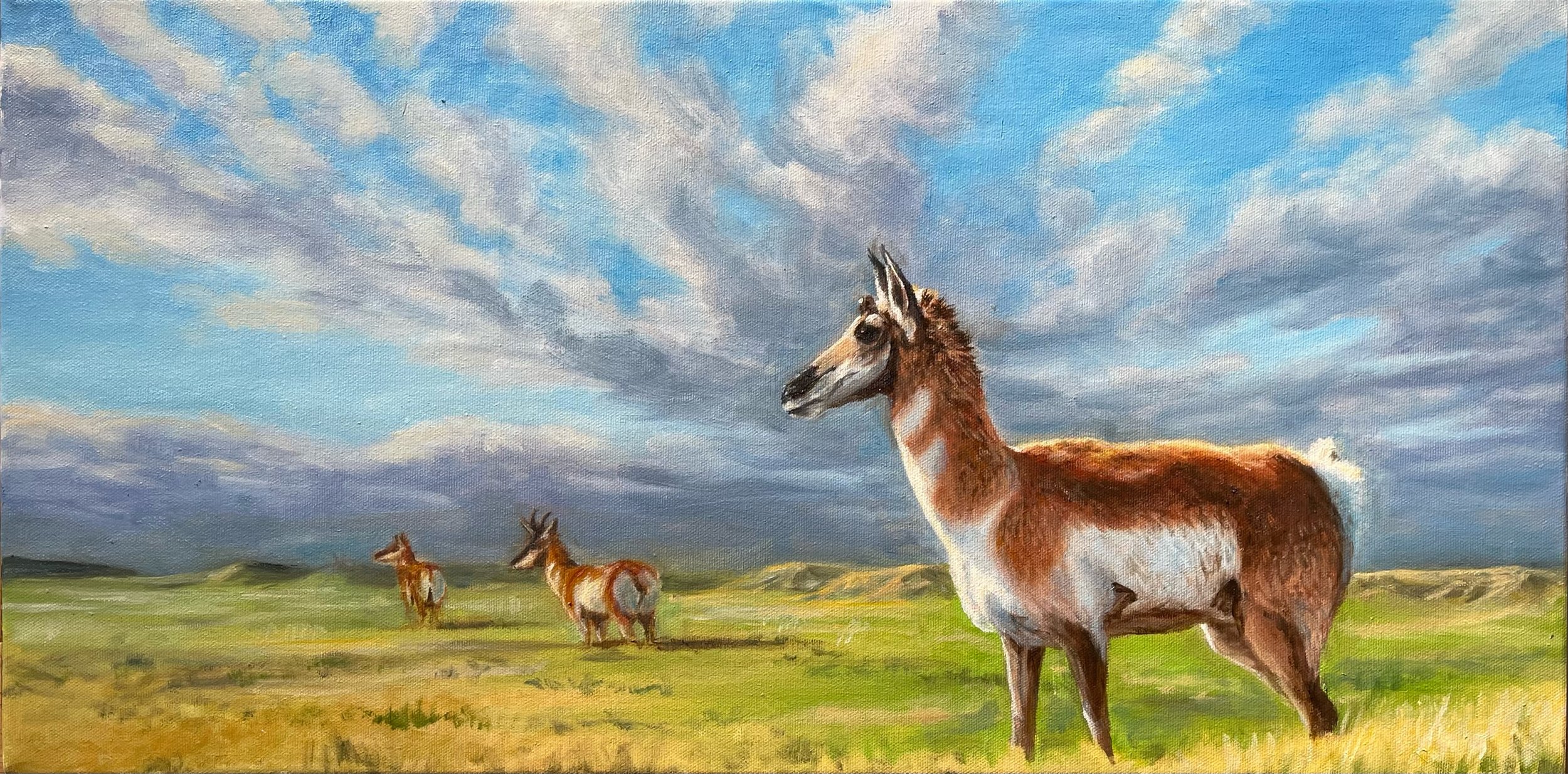 On Alert - Pronghorn Antelope, Grasslands National Park, Saskatchewan 12”x24” Oil on Canvas Available $600