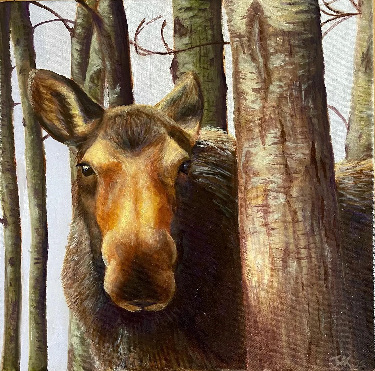 Looking at you - Moose 12”x12” Oil on Canvas SOLD