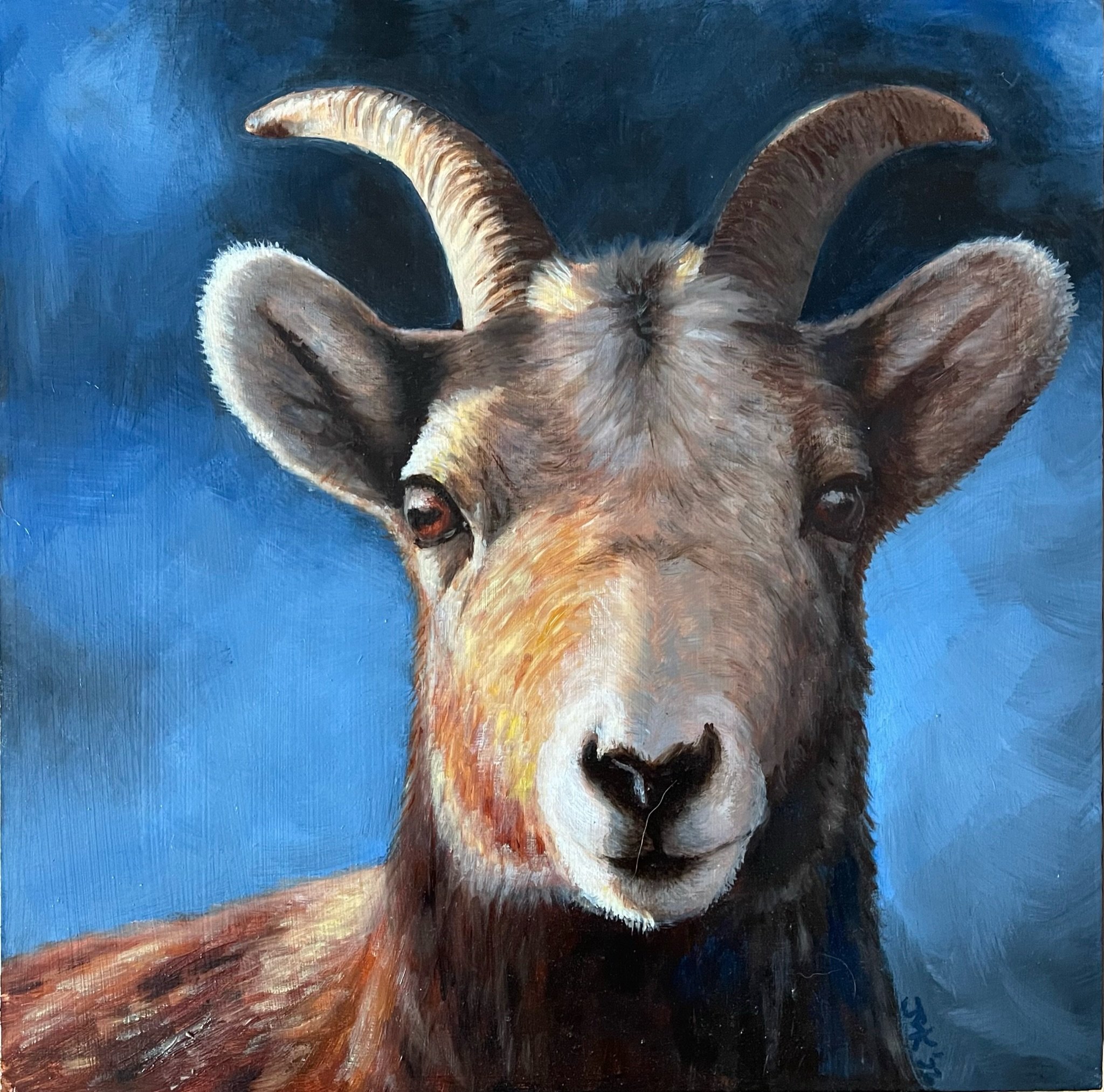 Looking at Ewe - Female Bighorn Sheep, Radium, British Columbia
Oil on Canvas 12x12” Available $300
