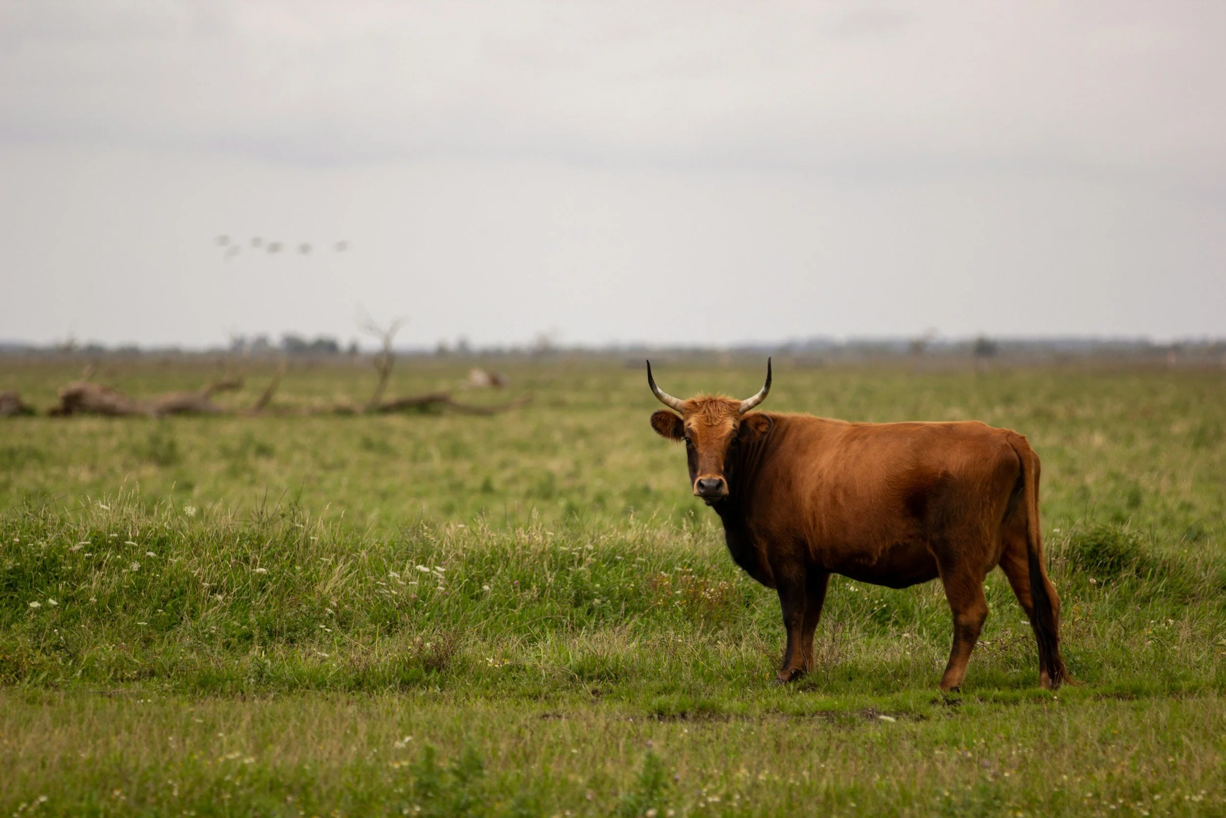 A brown cow with horns standing in a green grassy field, with a cloudy sky and trees in the background.