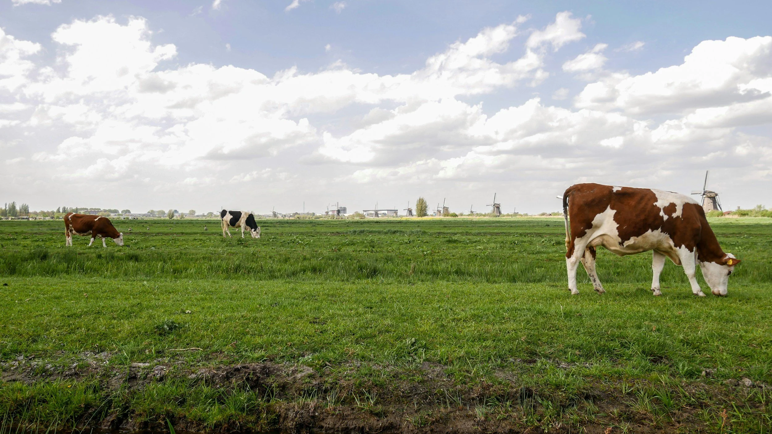 Green field with three cows grazing and windmills in the distance under a partly cloudy sky.