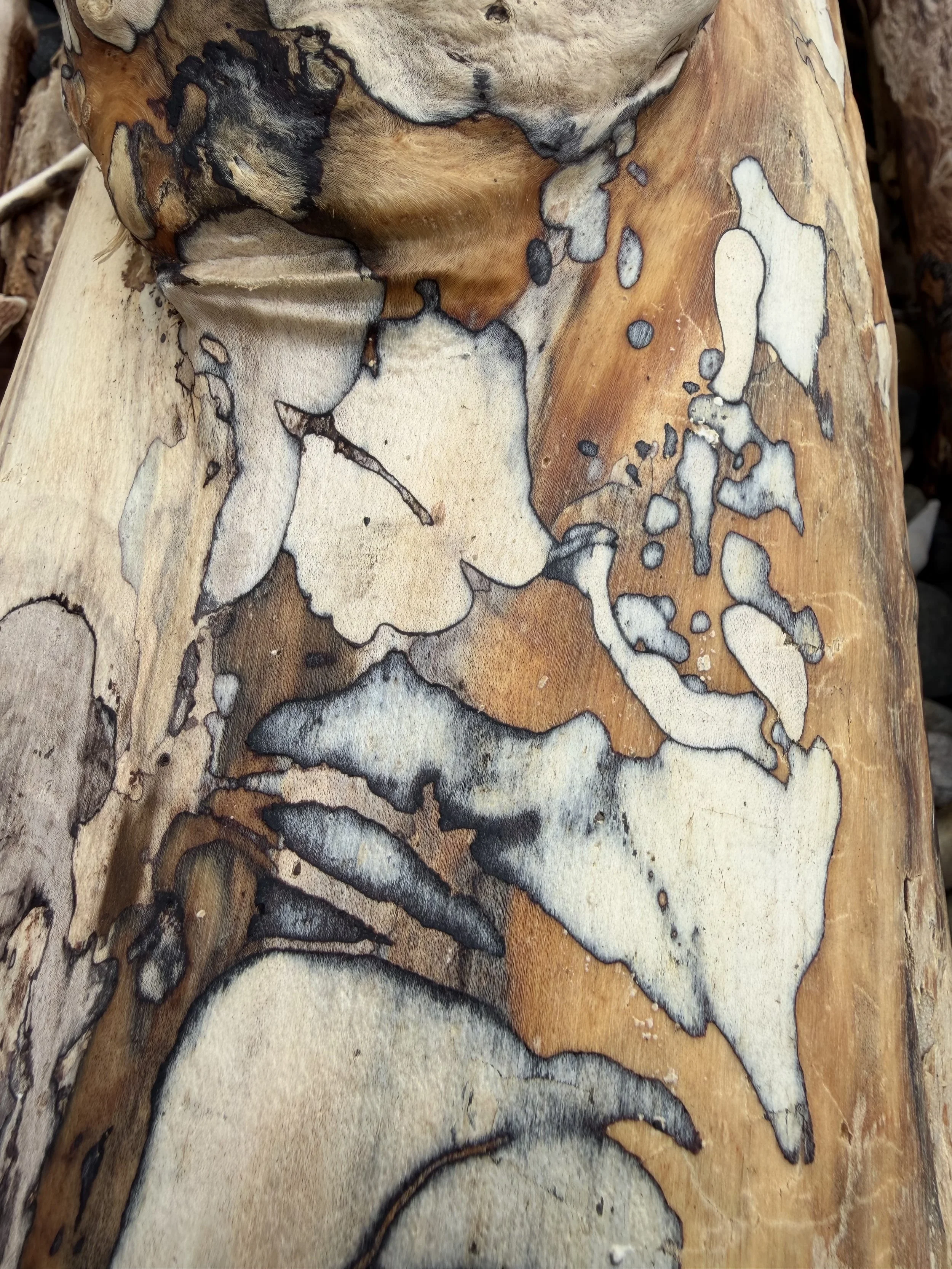 Driftwood and prints