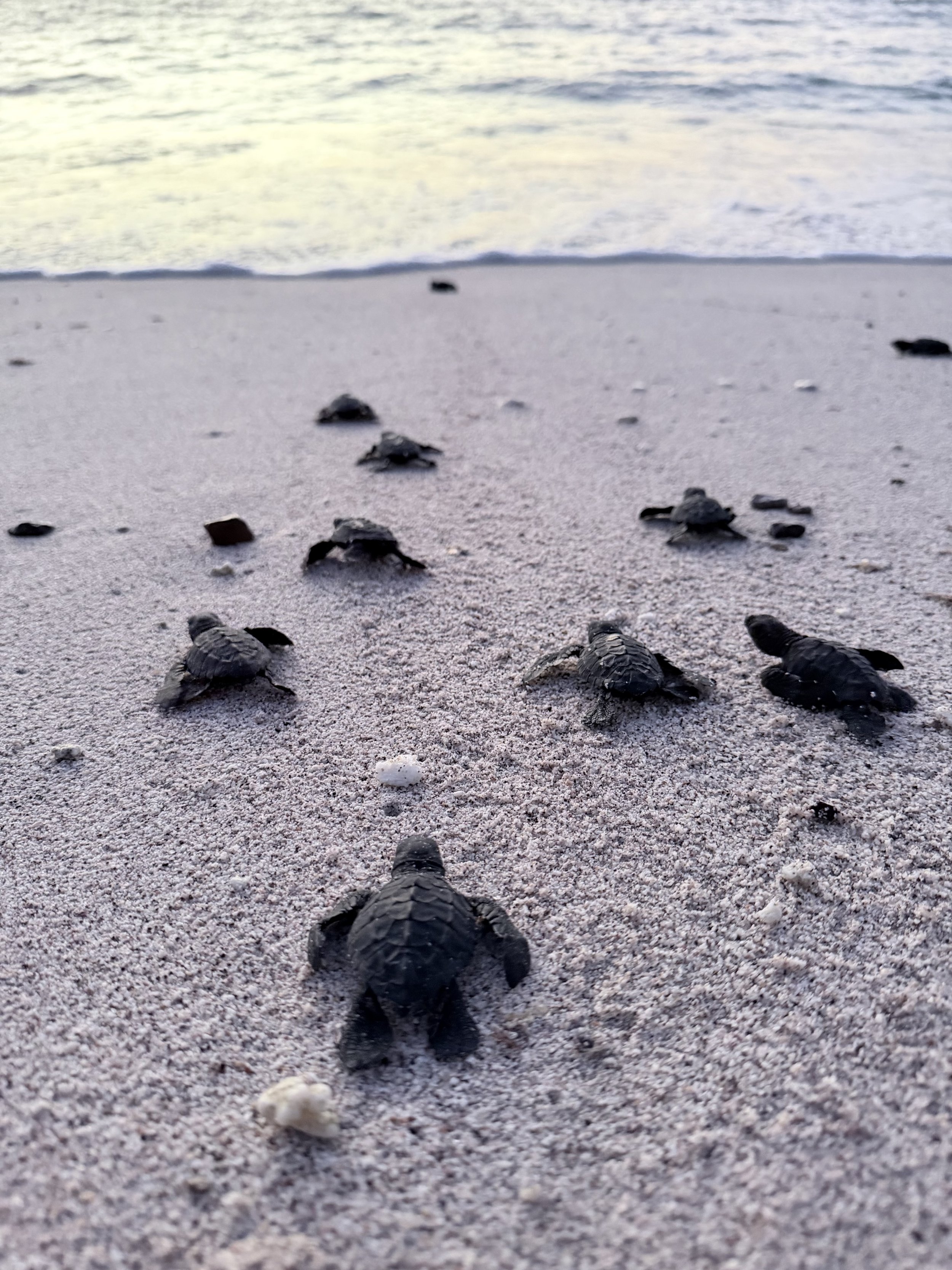 Baby sea turtles