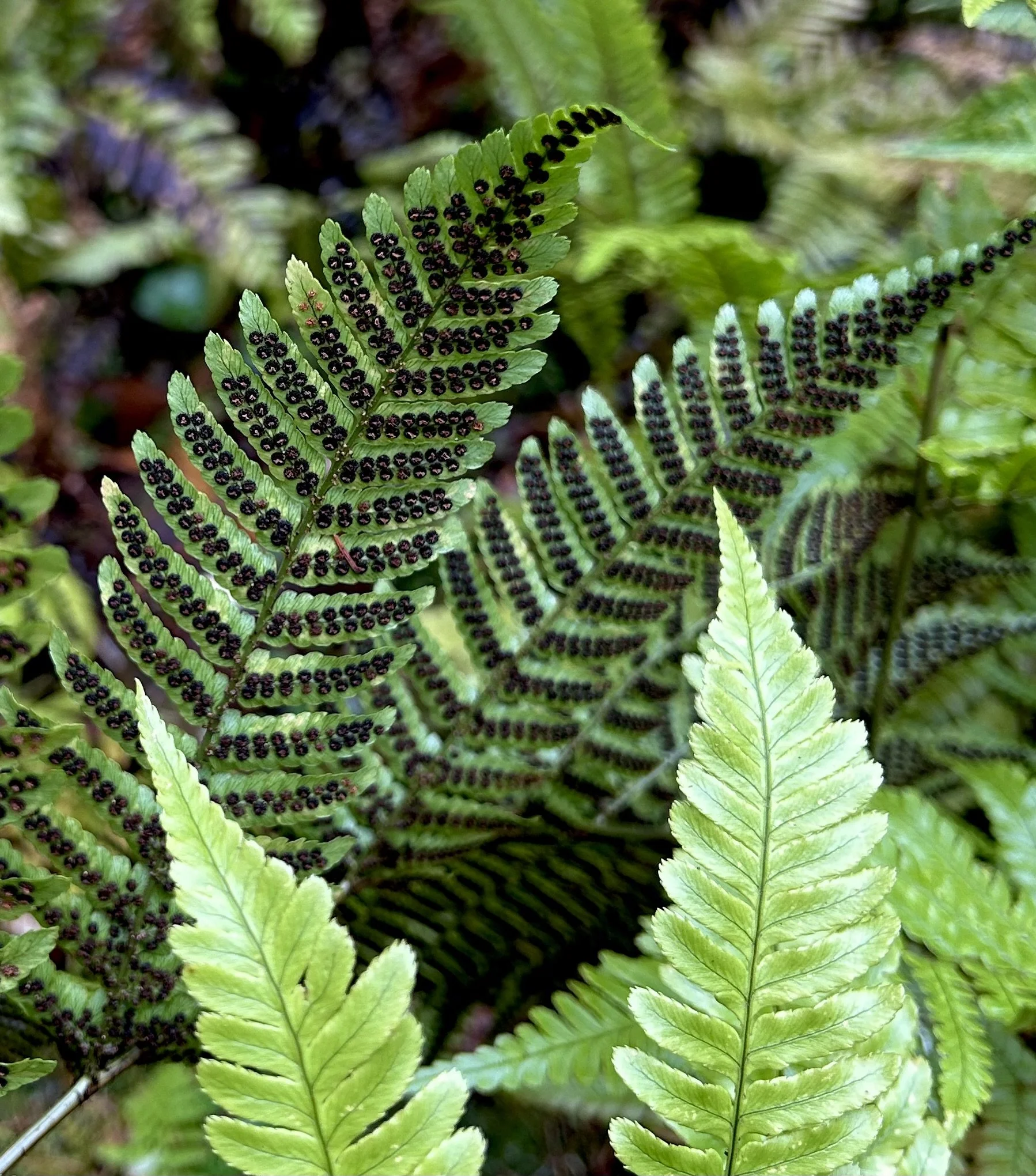 Fern 