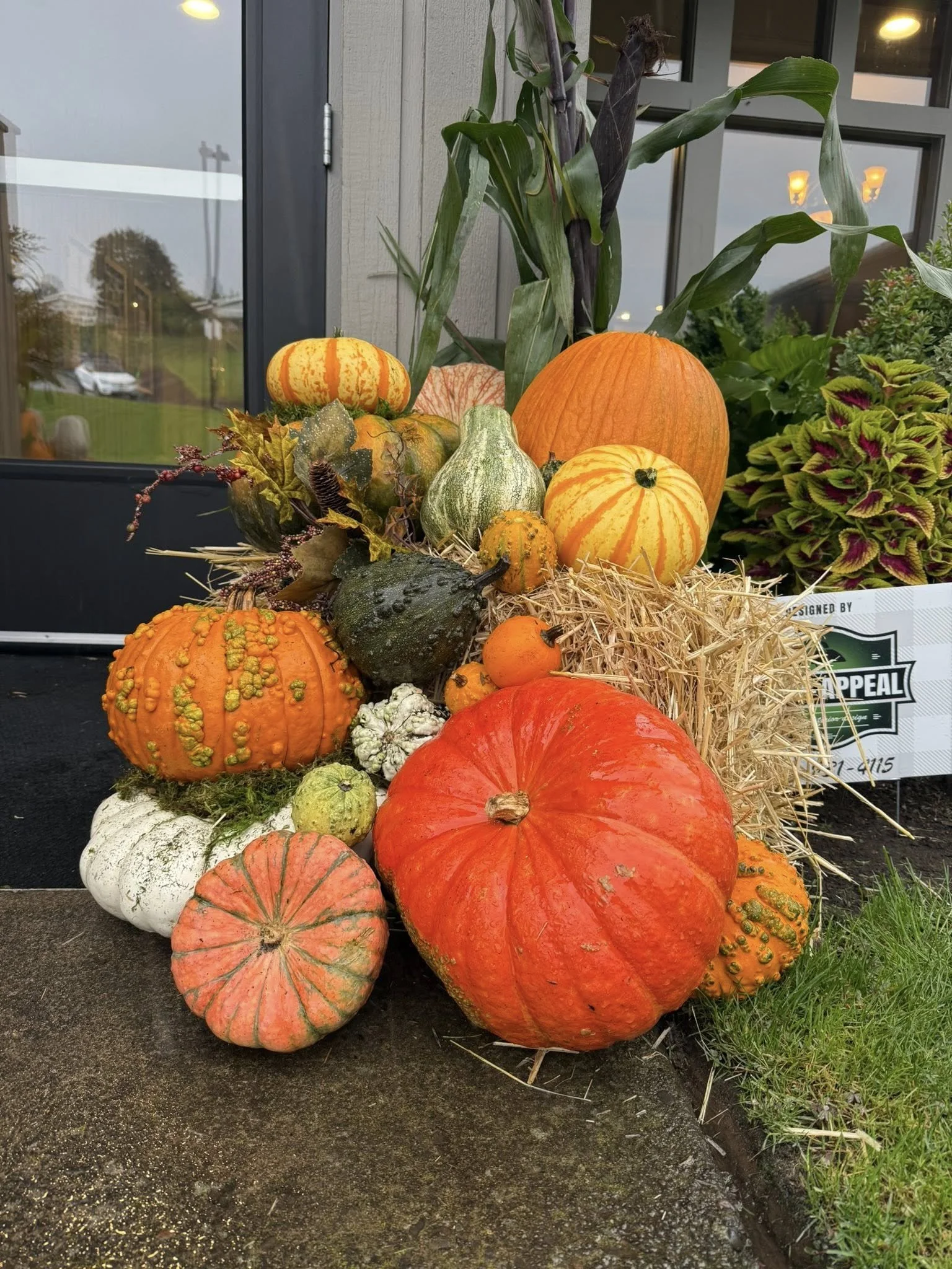 Arrangement of various pumpkins and gourds in orange, green, white, and yellow, placed on hay bales outside near a building with glass windows, during daytime.