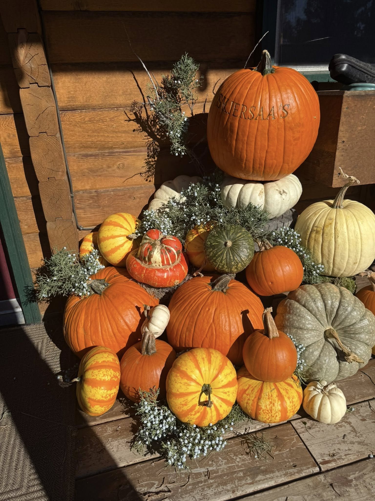 A display of various pumpkins and gourds arranged on a wooden surface, with some greenery and white flowers as decoration, set against a rustic wooden wall.