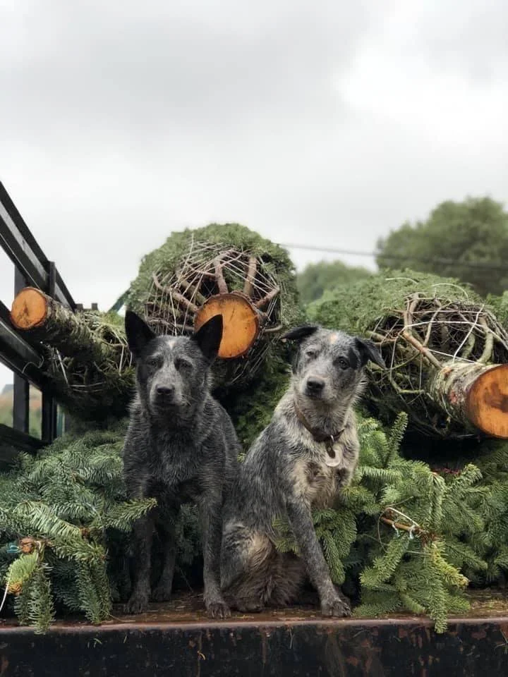 Two dogs sitting in a pile of pine tree branches and logs on a truck bed, with a cloudy sky in the background.