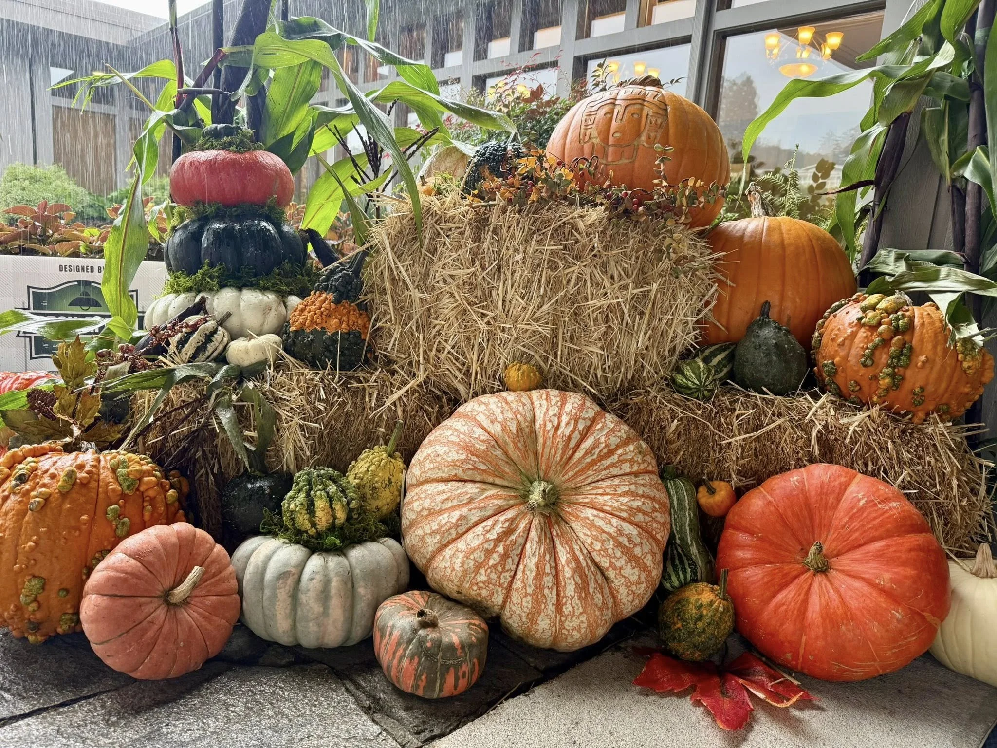 An autumn pumpkin display featuring various pumpkins, gourds, and squash arranged on straw bales indoors near a glass window.