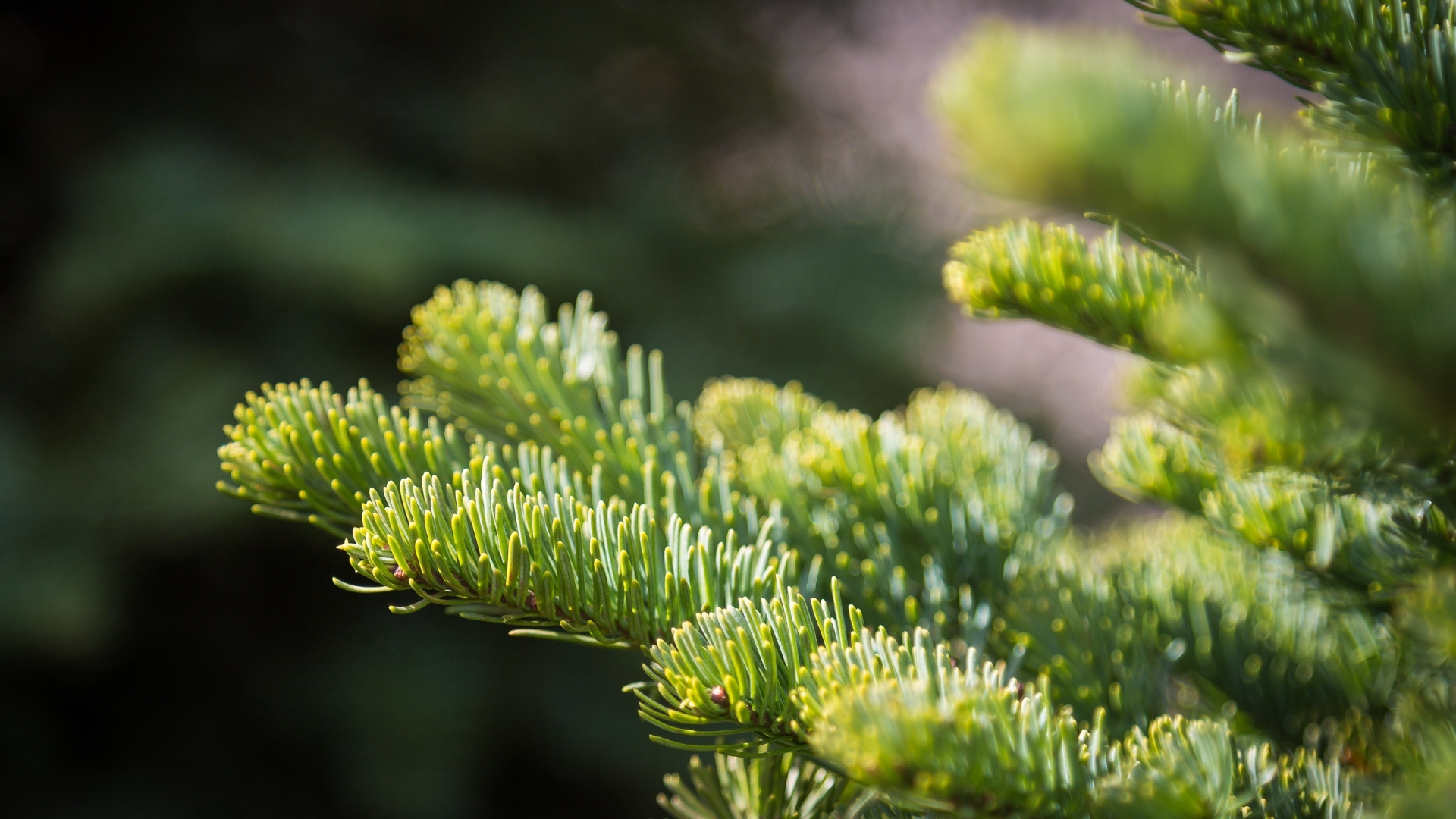 Close-up of green pine tree branches with soft-focus background.