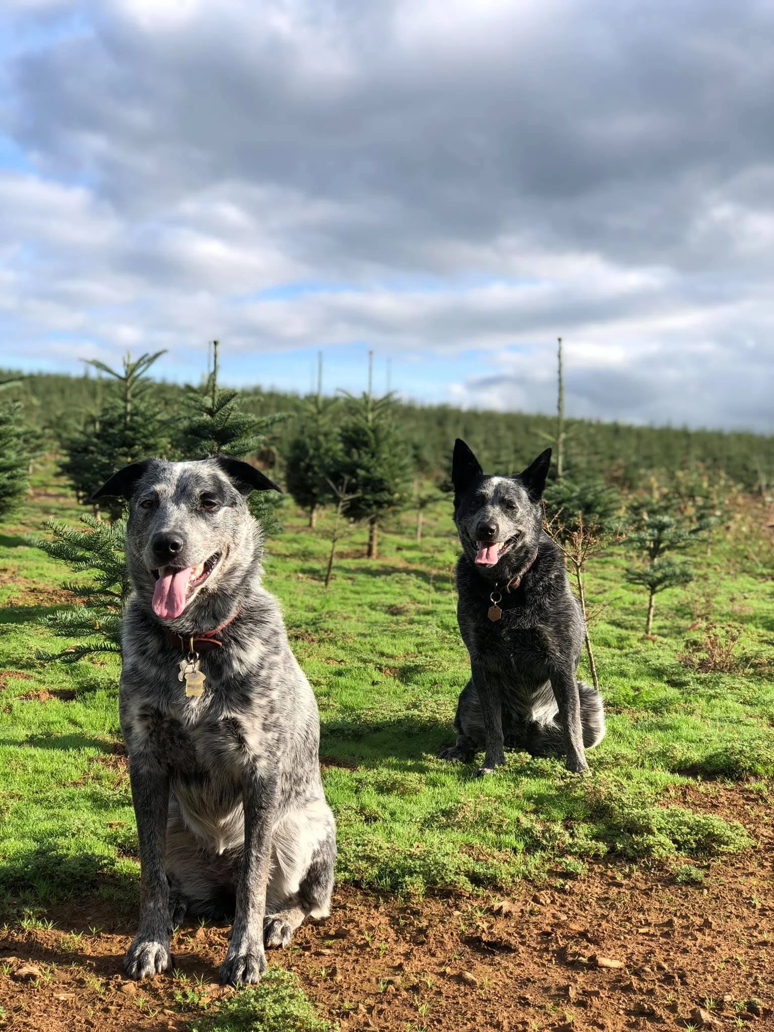 Two dogs sitting on a grassy field with a Christmas tree farm in the background, overcast sky.