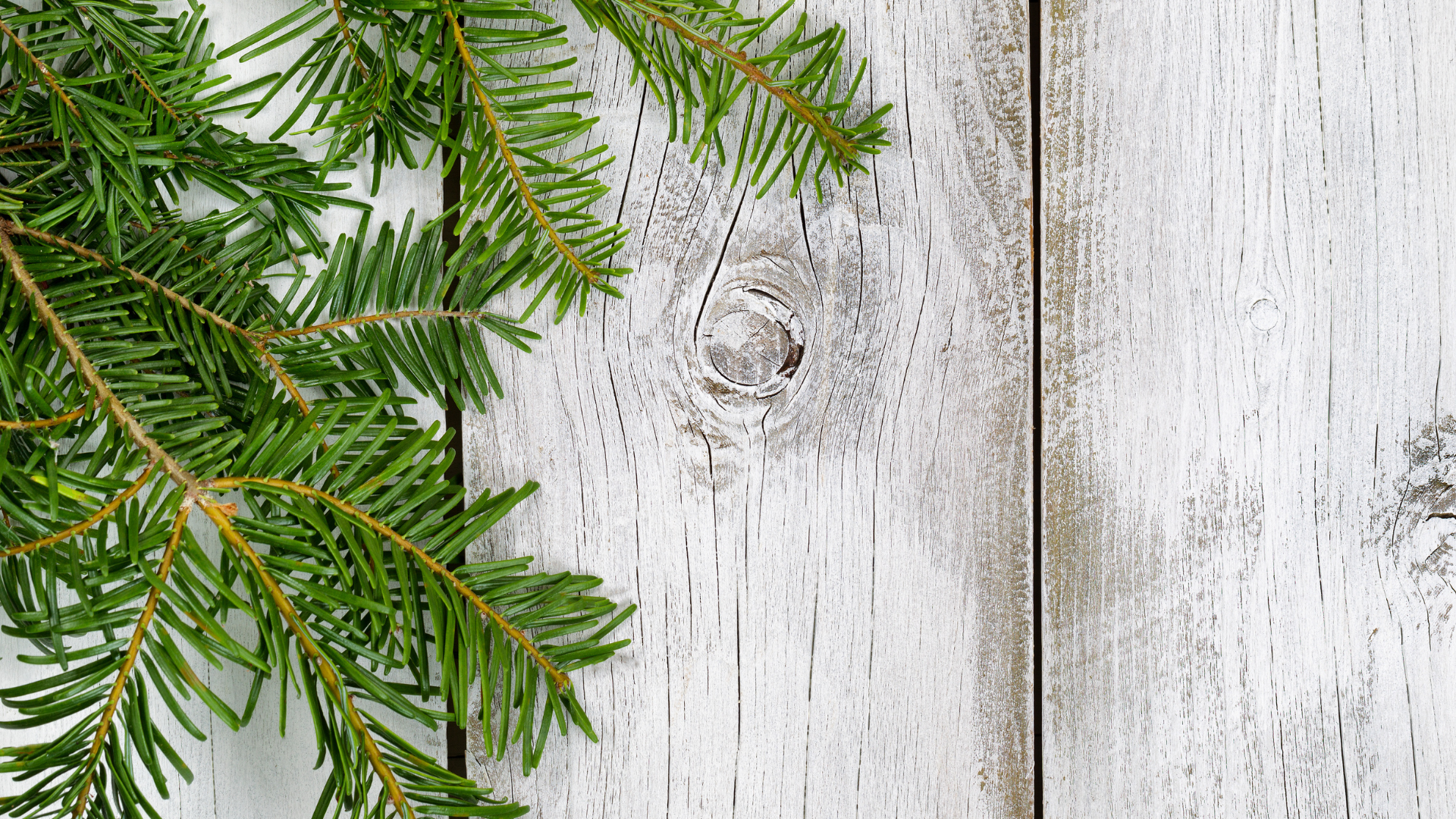 Green pine tree branches on a white wooden surface.