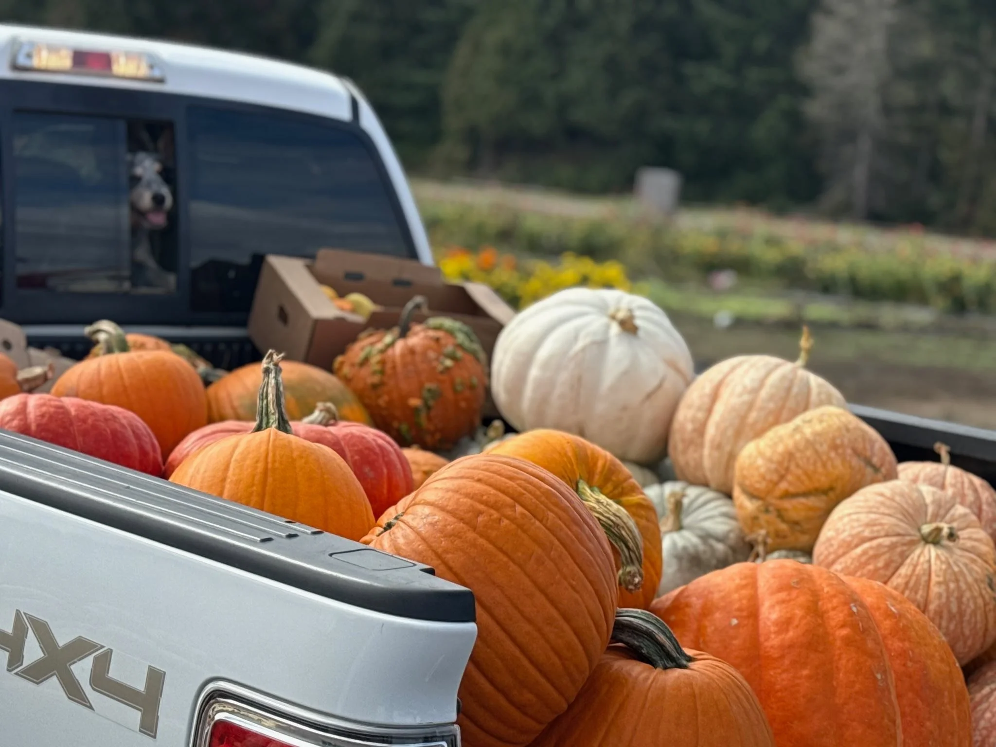 A pickup truck bed filled with various pumpkins of different sizes and colors, including orange, white, and green, set outdoors with a blurred background of trees and fields.