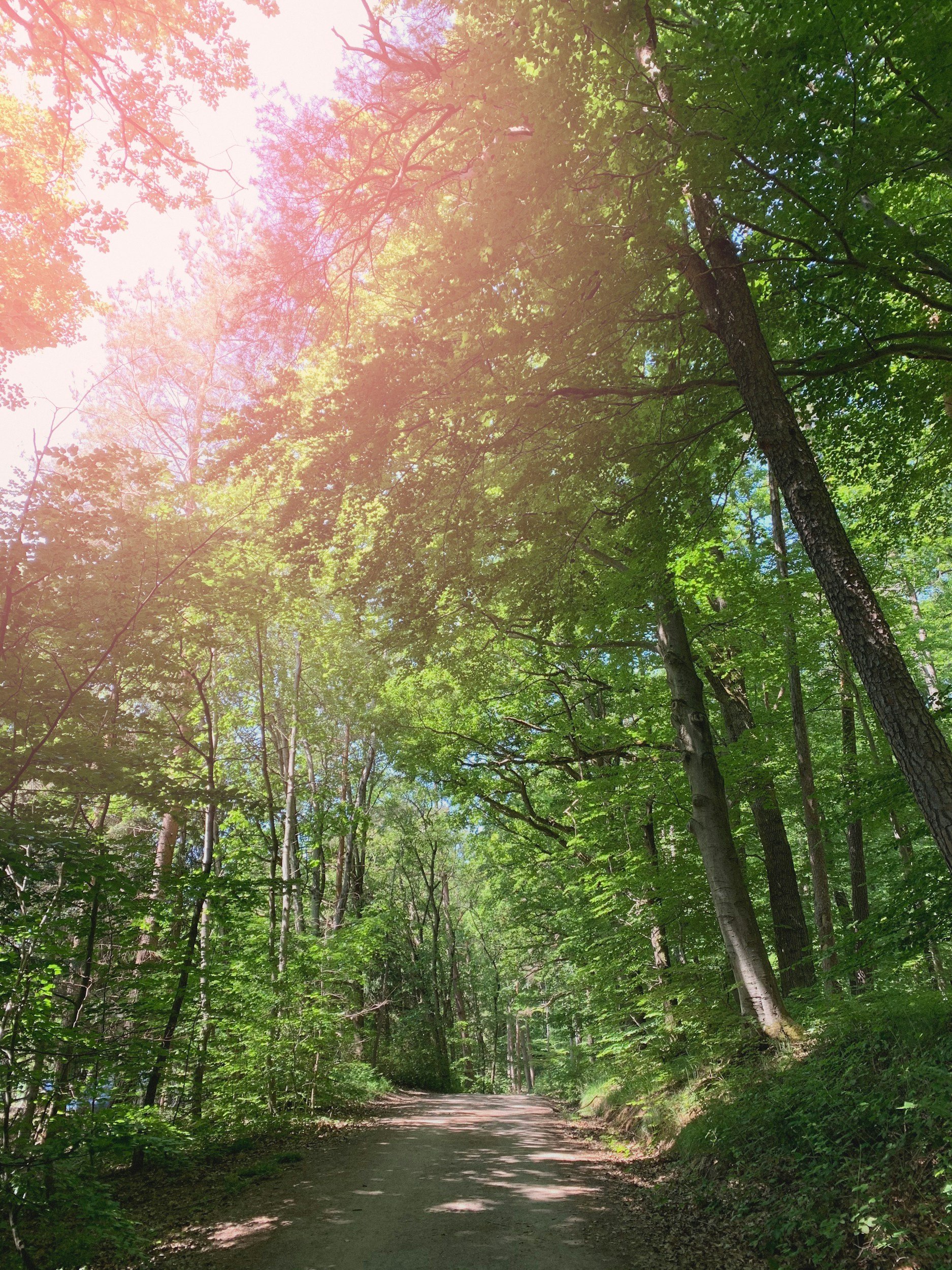 Sunlight streaming through tall trees in a bright forest, representing hope and clarity found through grief therapy.