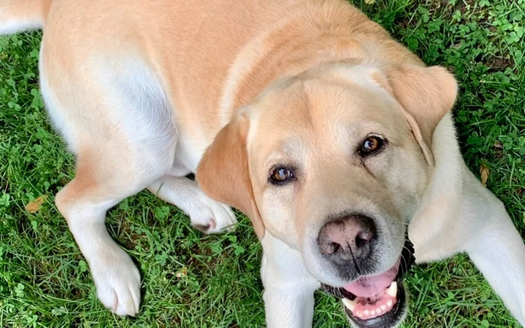 Tugg, A Damn Good Dog.