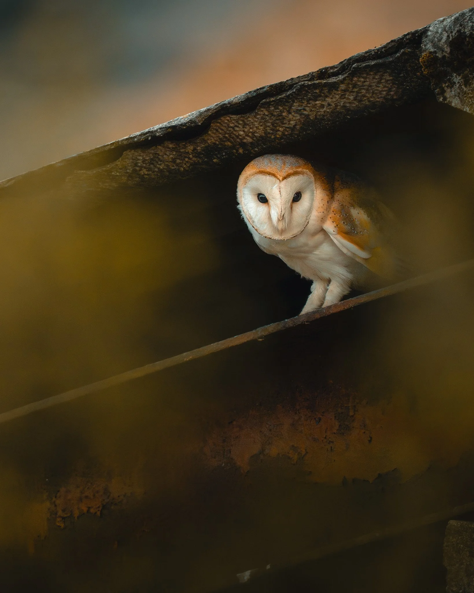 Barn Owl peep