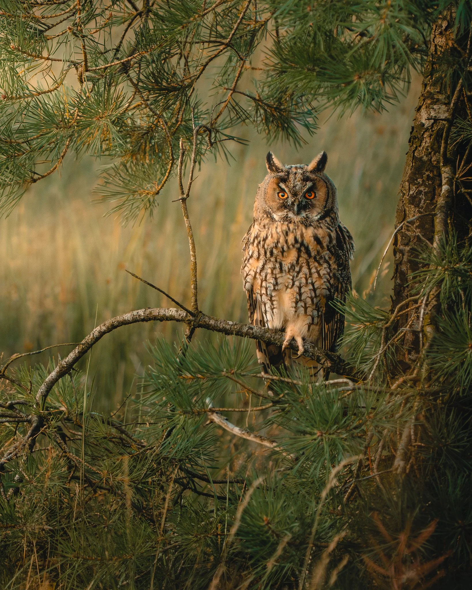 Long Eared Owl