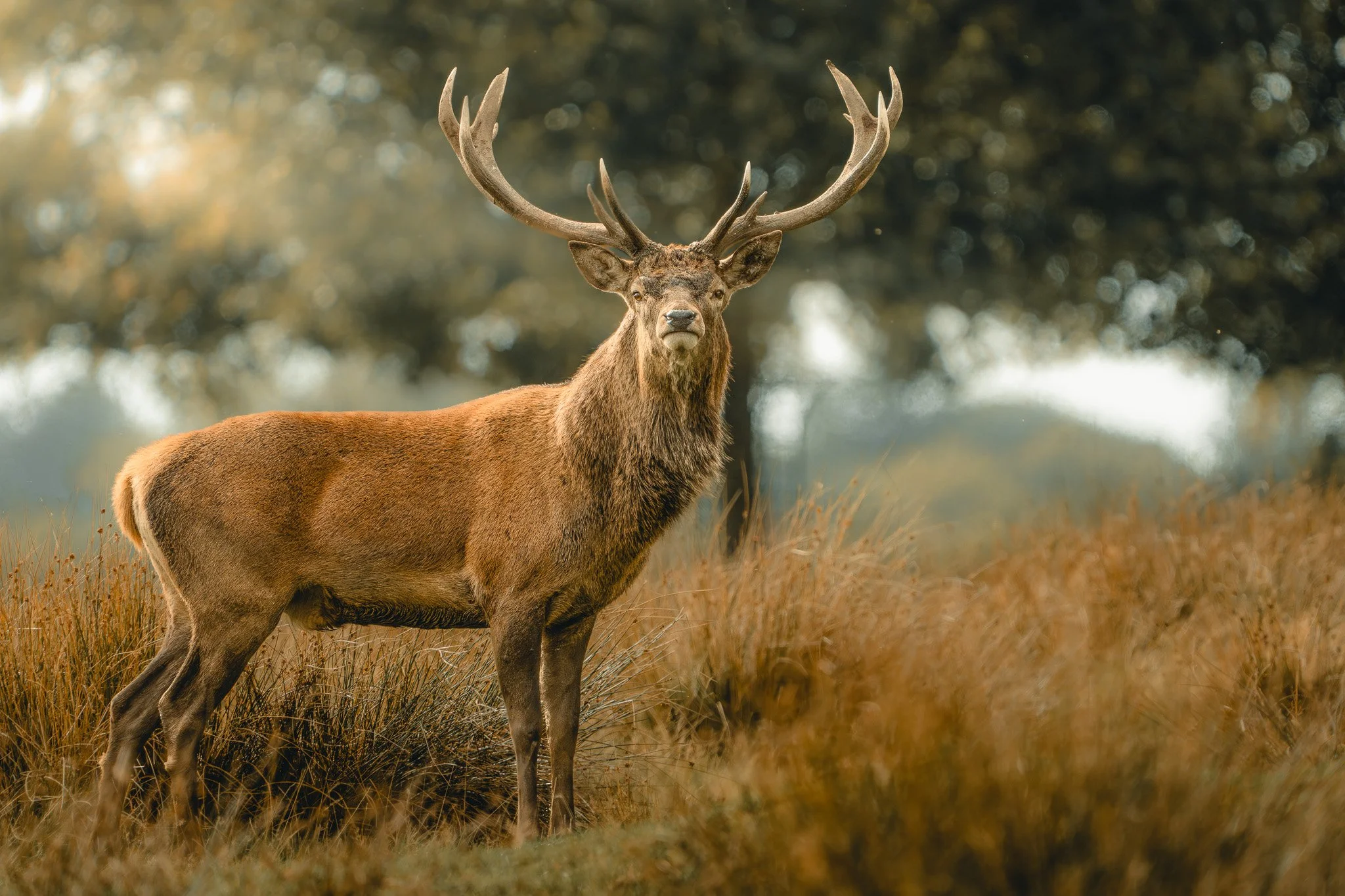 Red Deer Stag