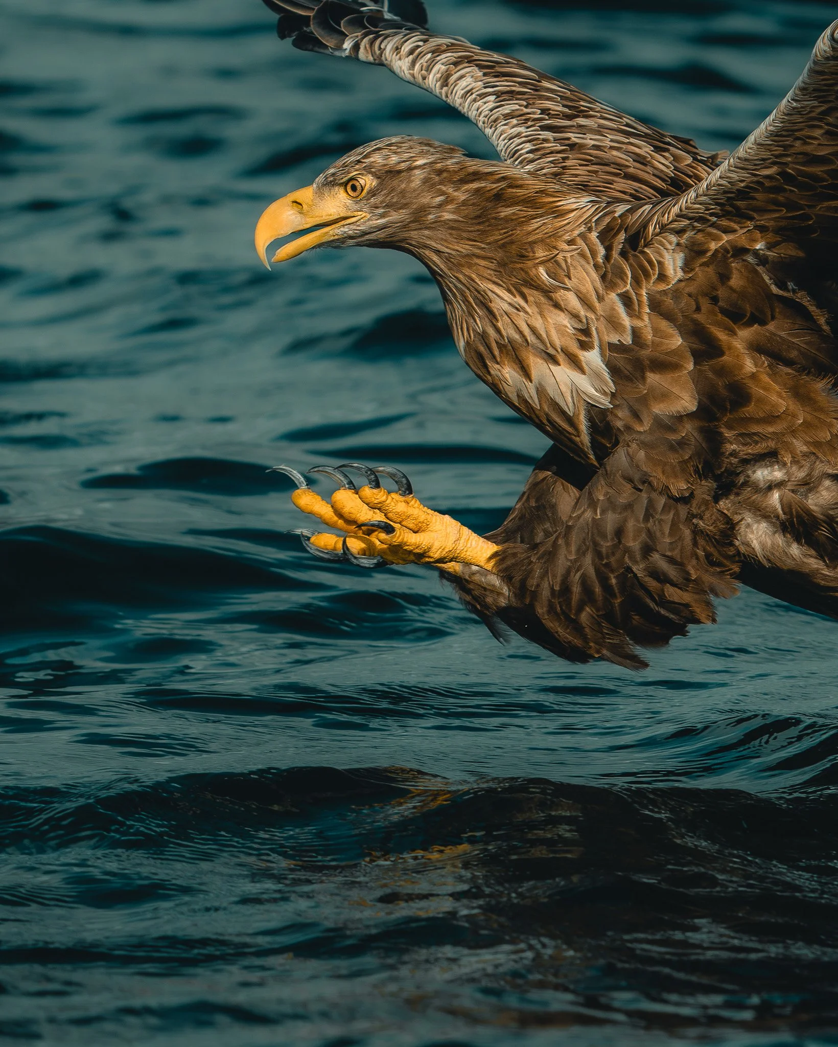 White Tailed Sea Eagle