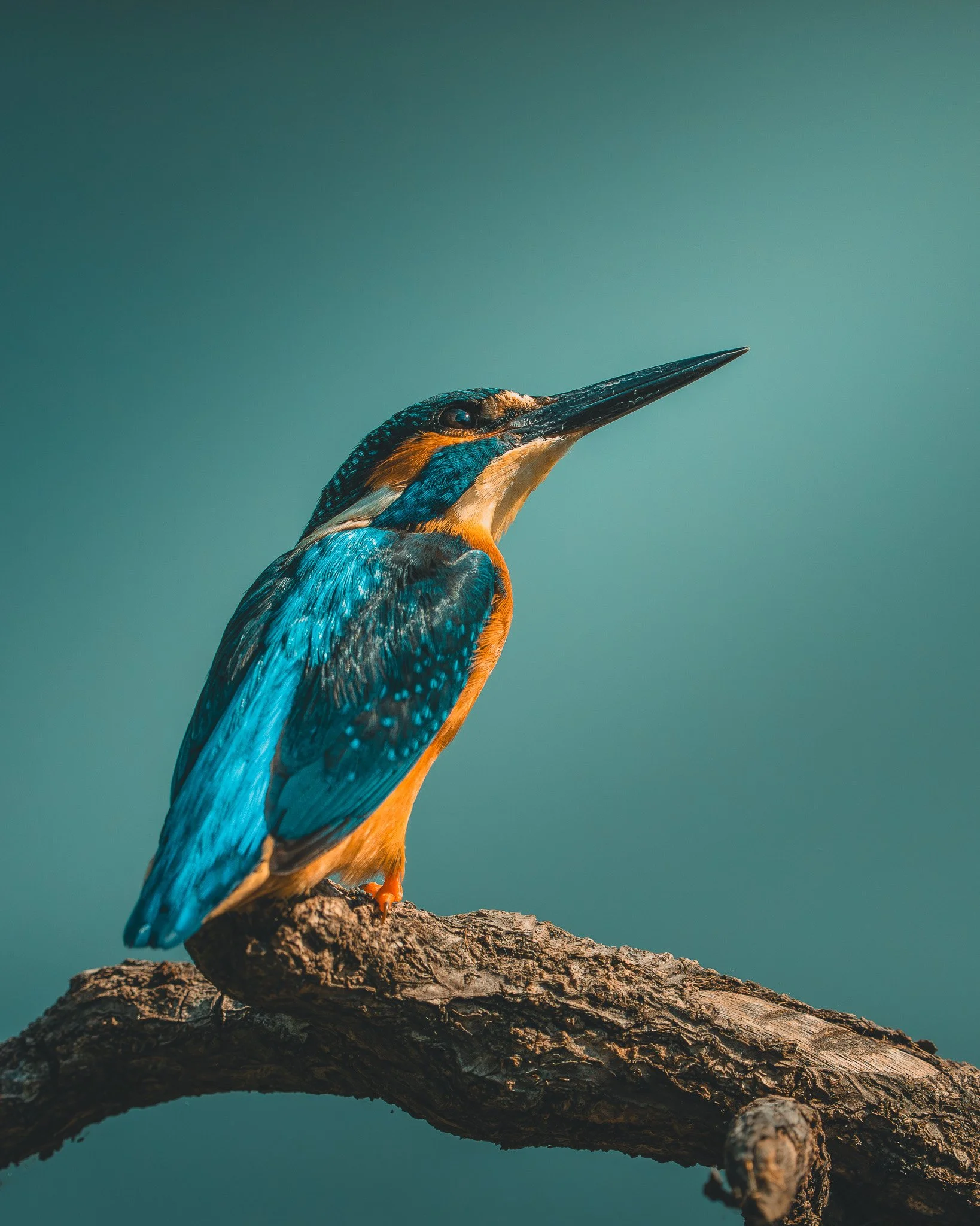 Kingfisher