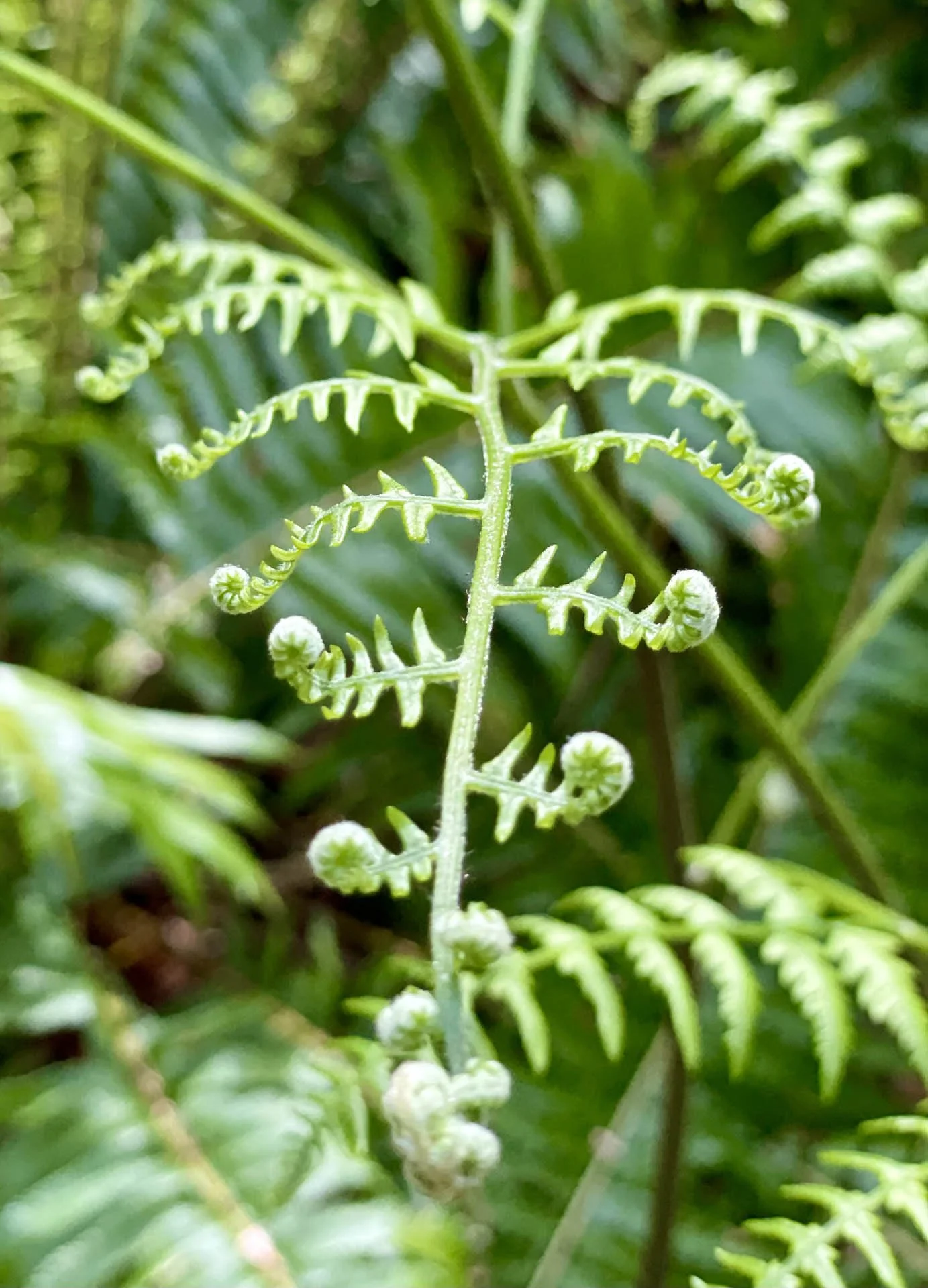 SPACE (Supportive Parenting for Anxious Childhood Emotions)