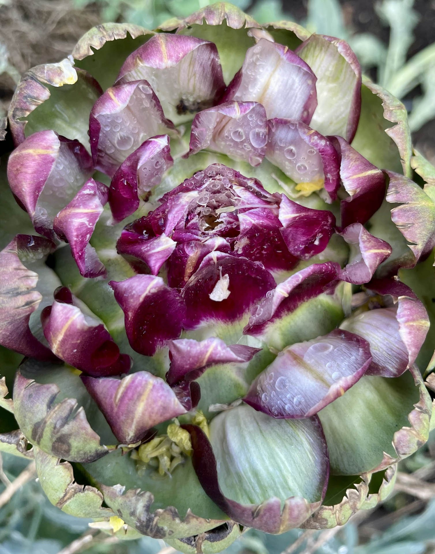 Cognitive Behavioral Therapy (CBT)