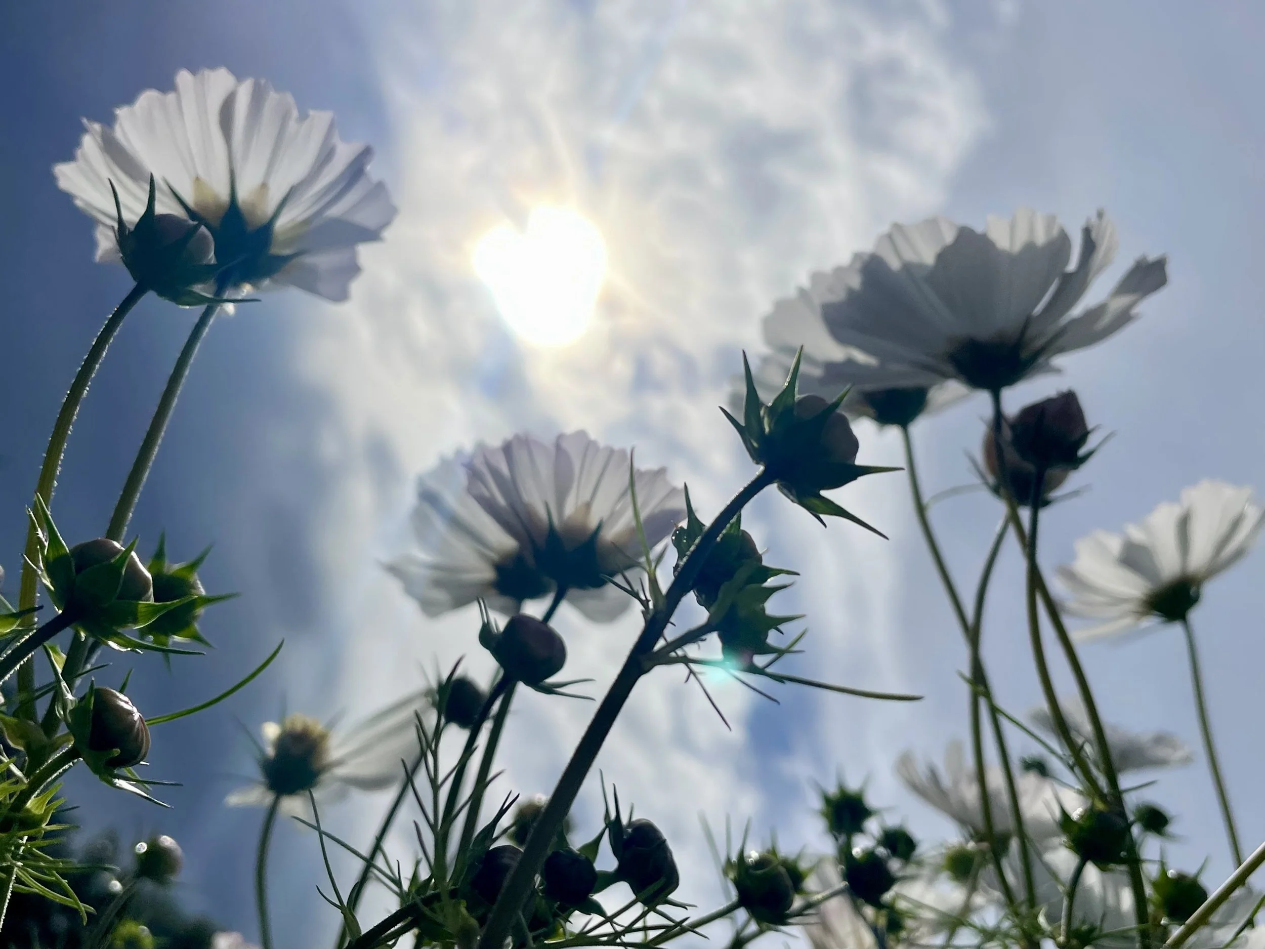 Internal Family Systems (IFS)