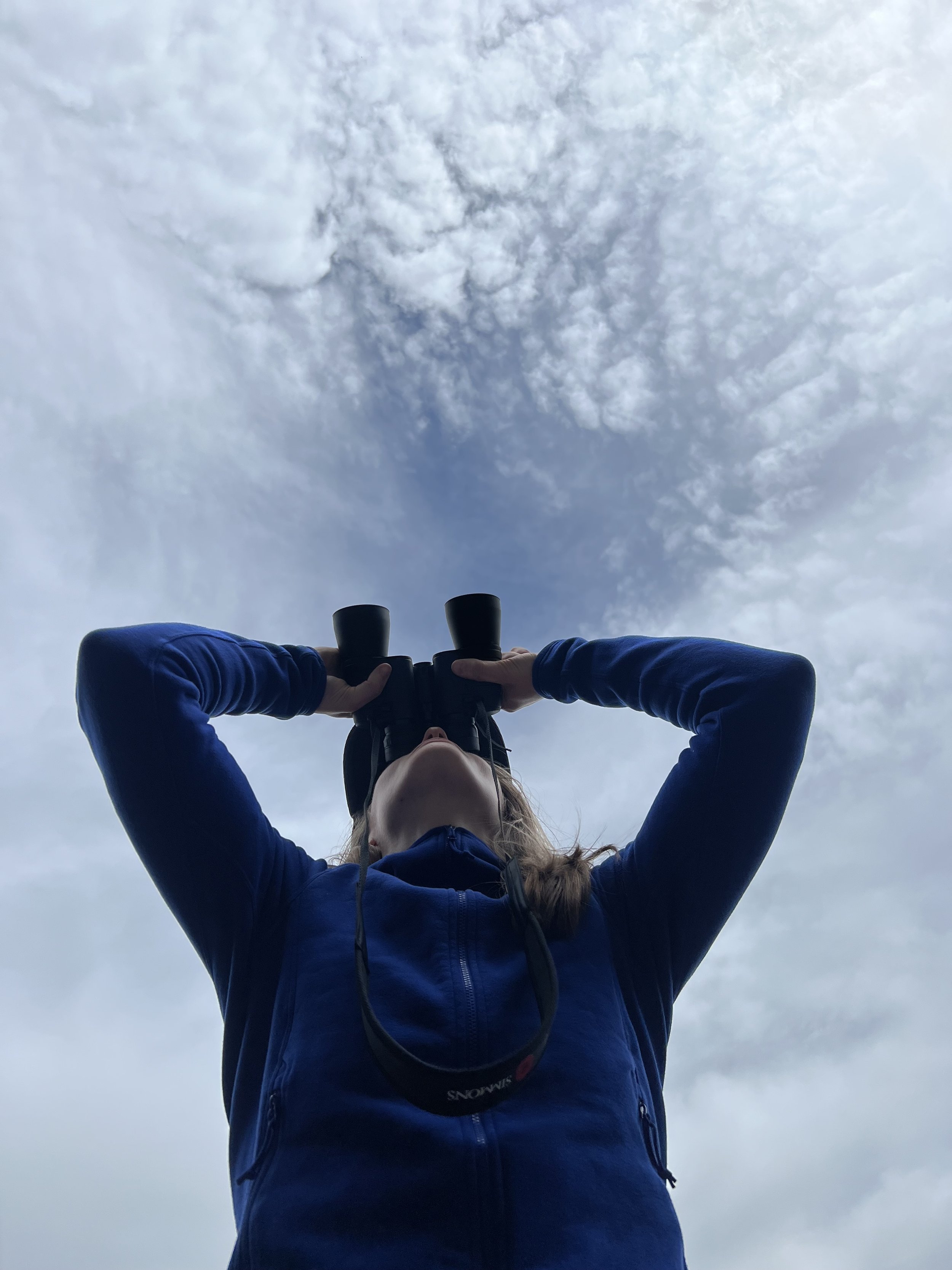 NYC BIRDING: GREEN-WOOD CEMETERY