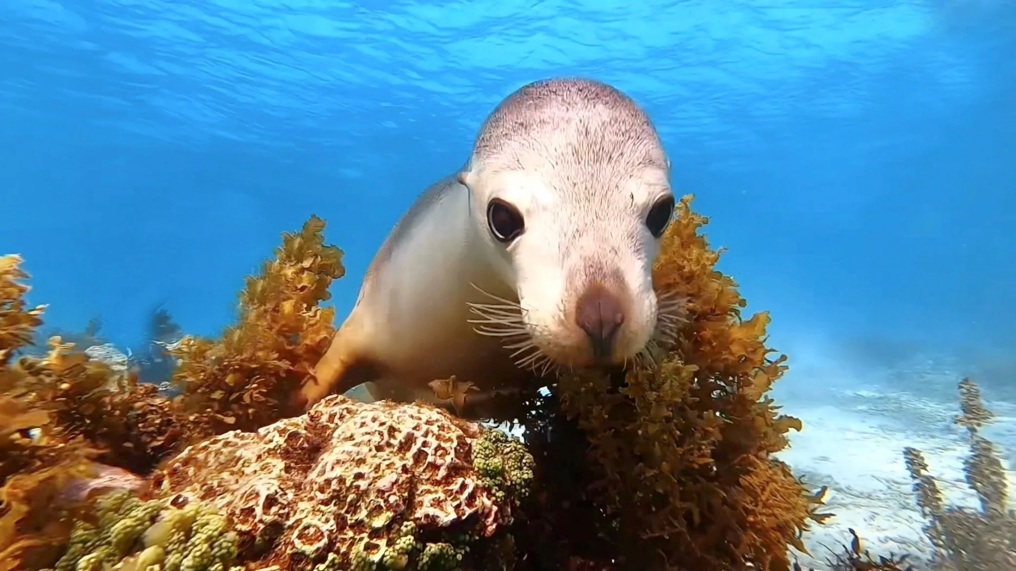 Abrolhos Islands