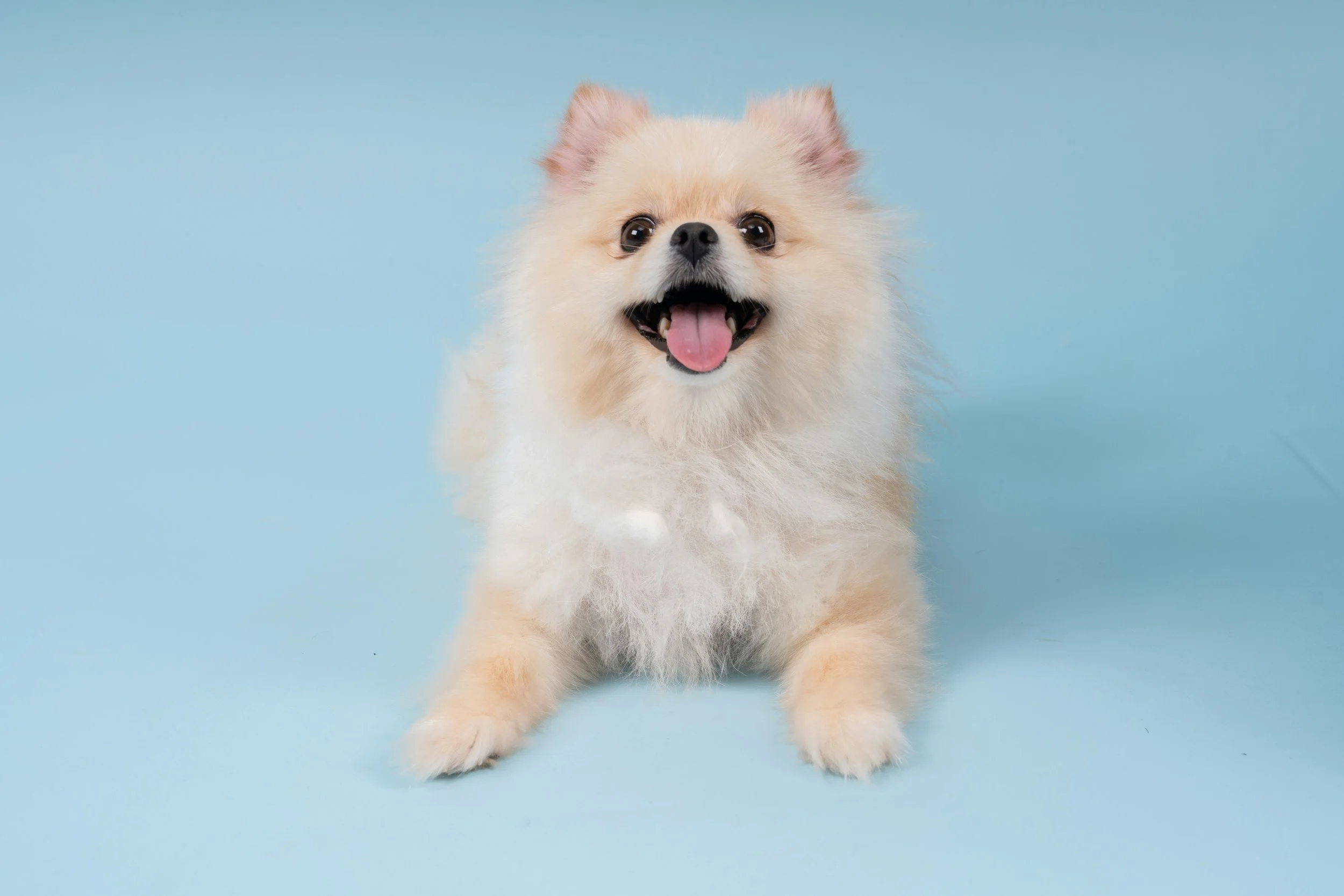 Reiki and Emotion Code® for Animals: Gentle Energy Healing for Pets