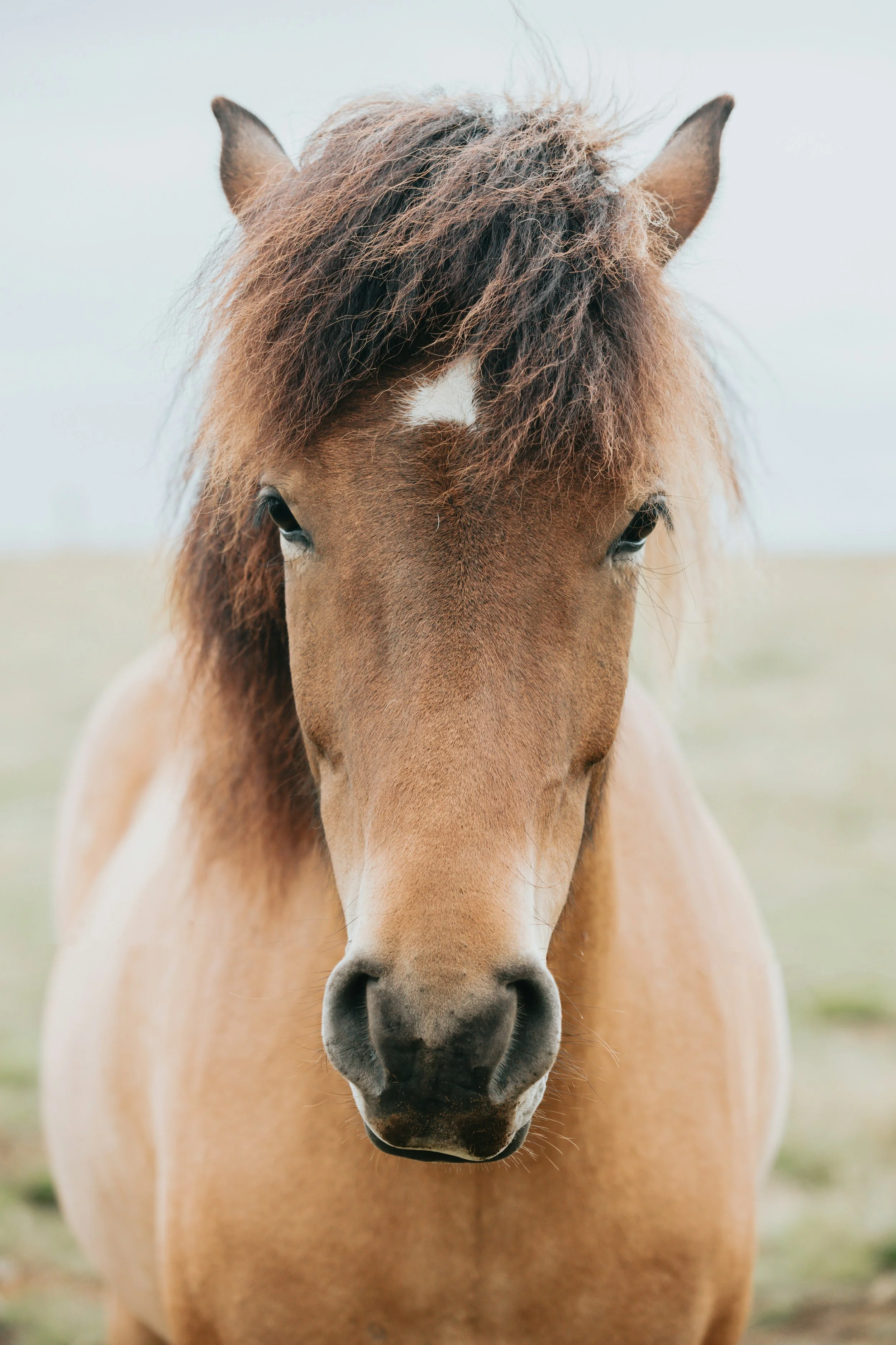 Do Animals Respond to Reiki?