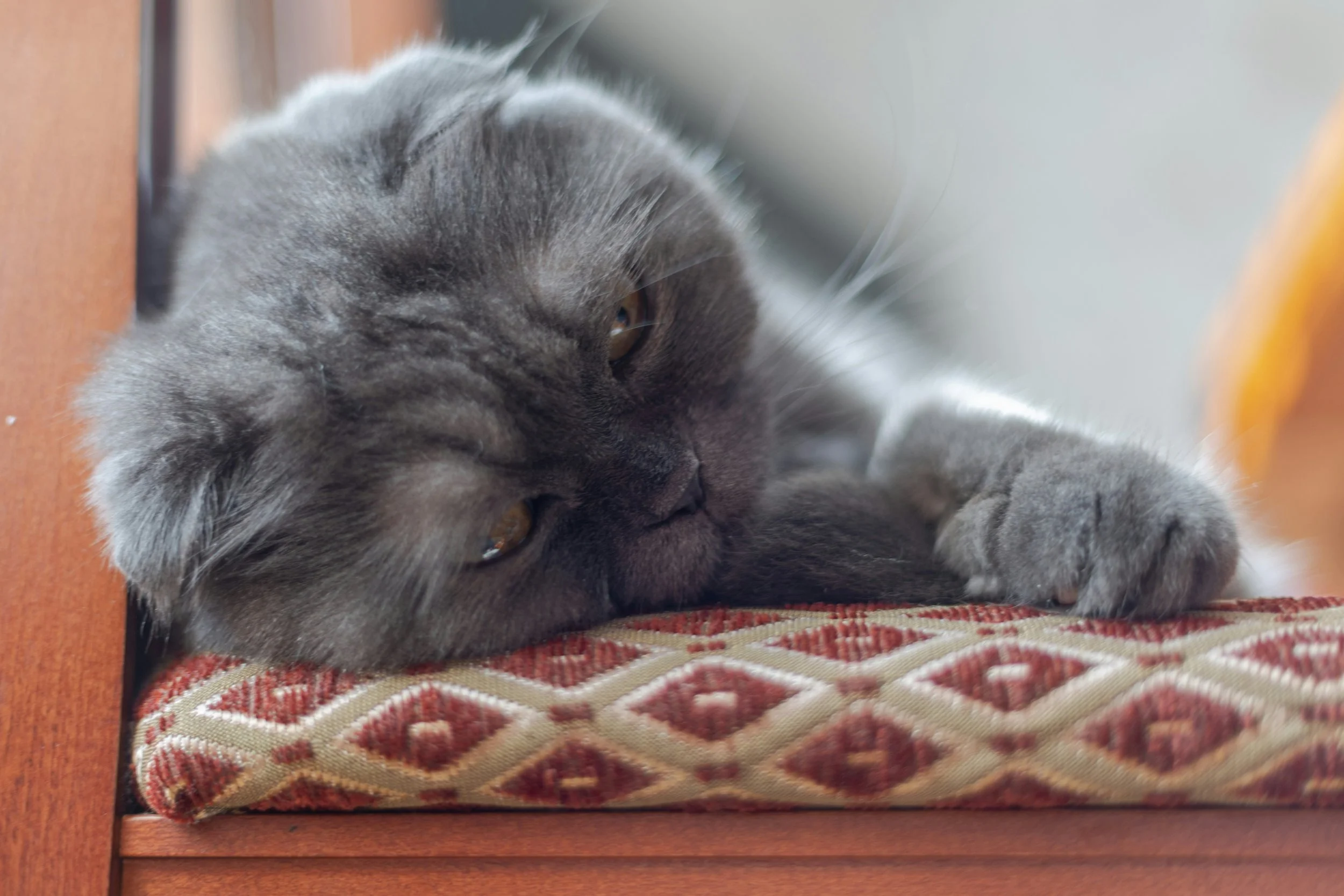 Can Pets Absorb Their Owner’s Emotions?
