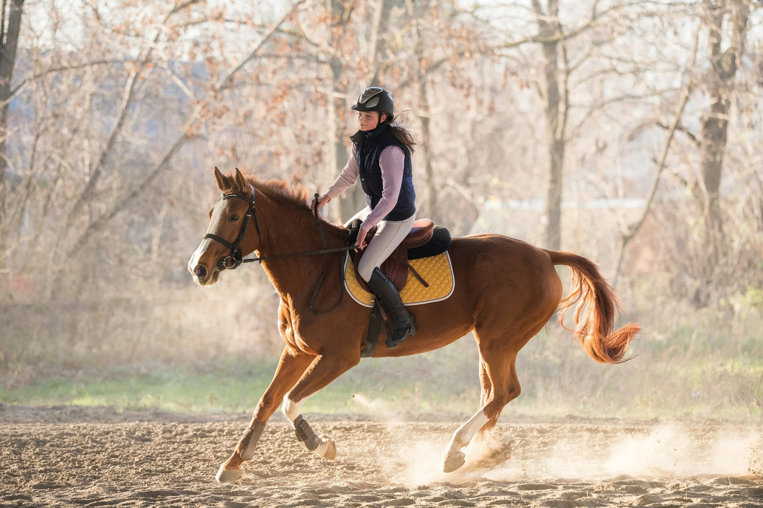 Reiki and Emotion Code® for Horses: Supporting Balance and Well-Being