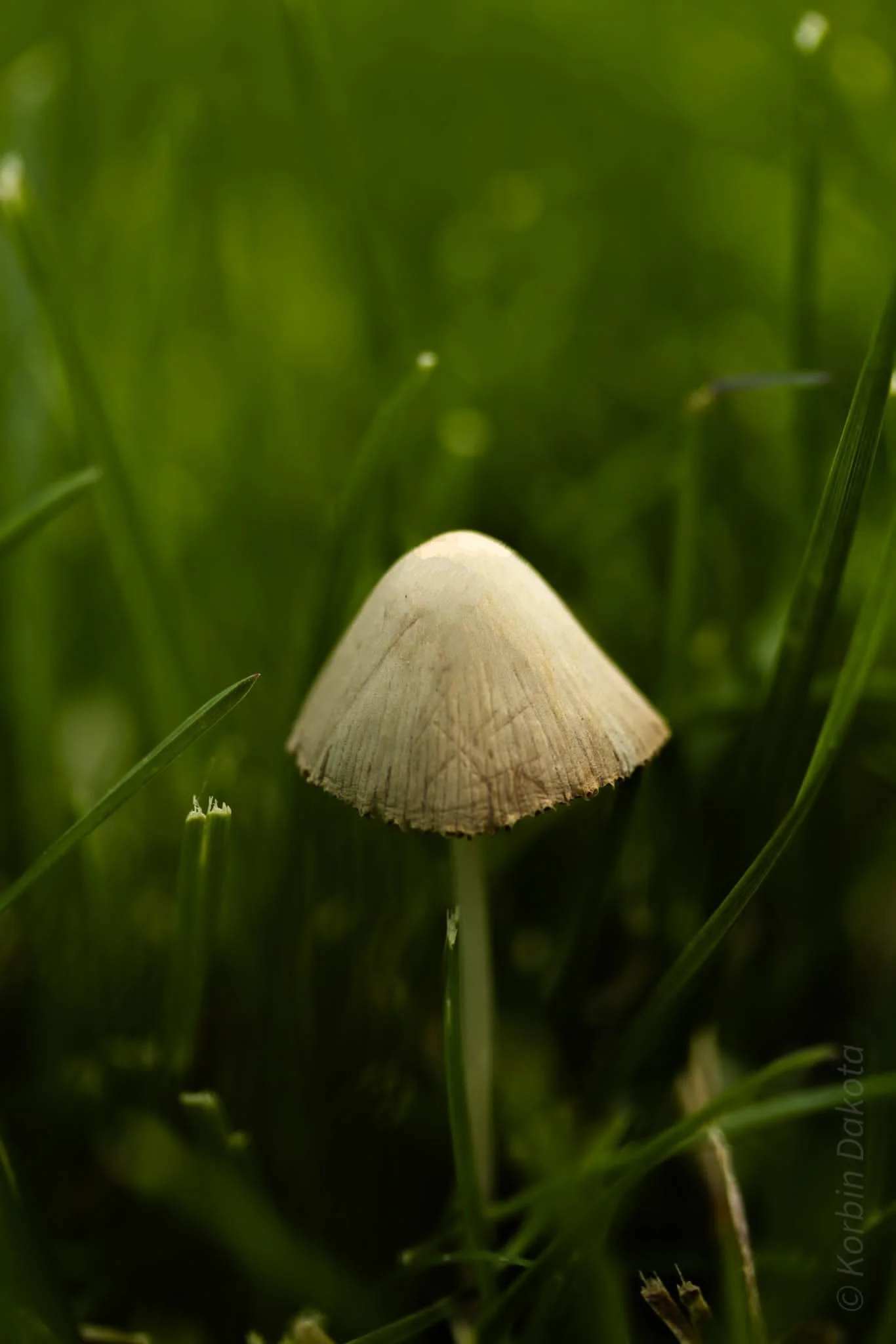 A small mushroom with a conical, light-colored cap growing among green grass.