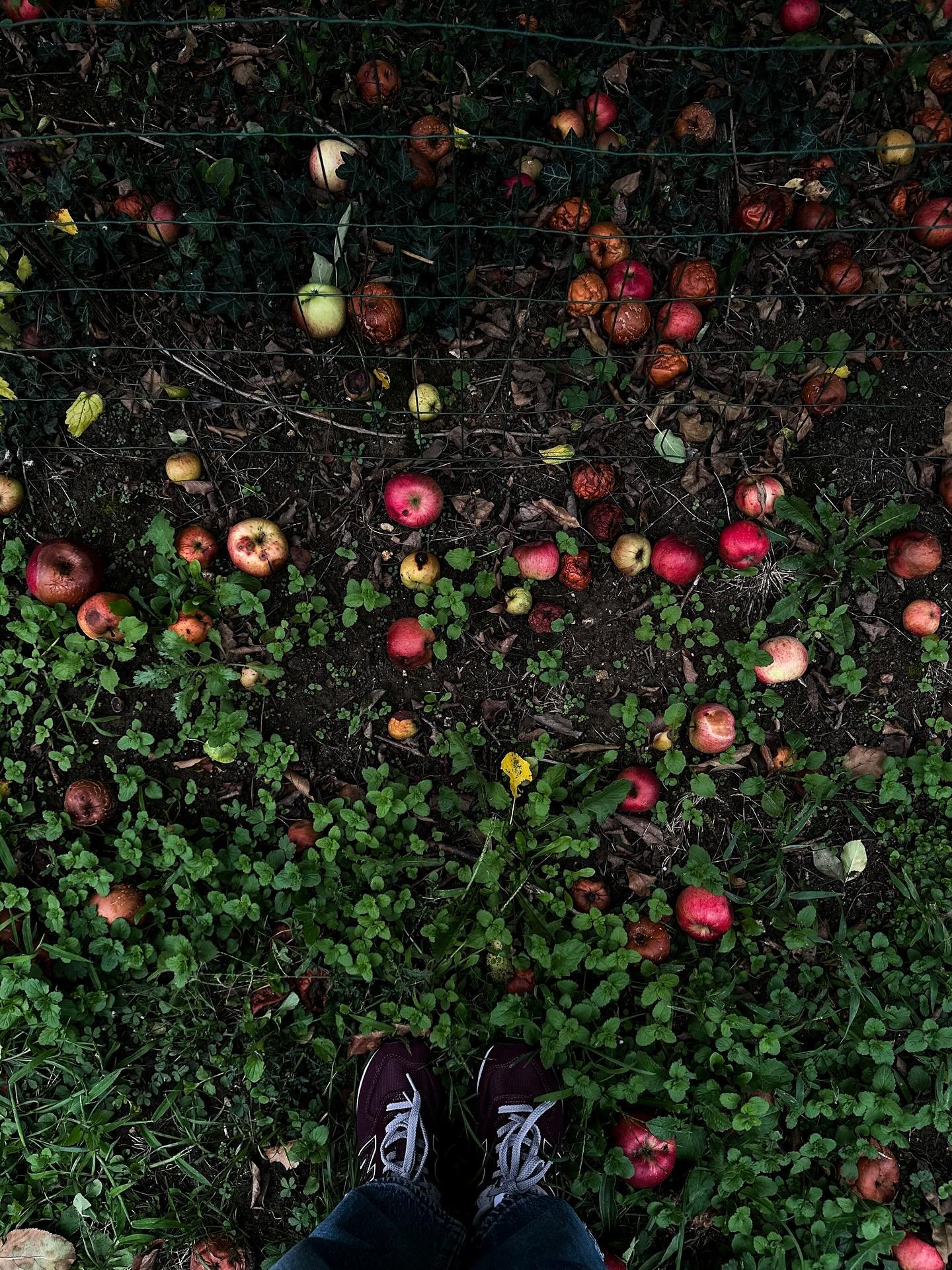 Welcome October! You are my favorite!🍎🍂

Fruit trees and orchards everywhere in the French countryside stole my heart. 

And peep @jocelyn_kempe doing her thing 📷✨😉