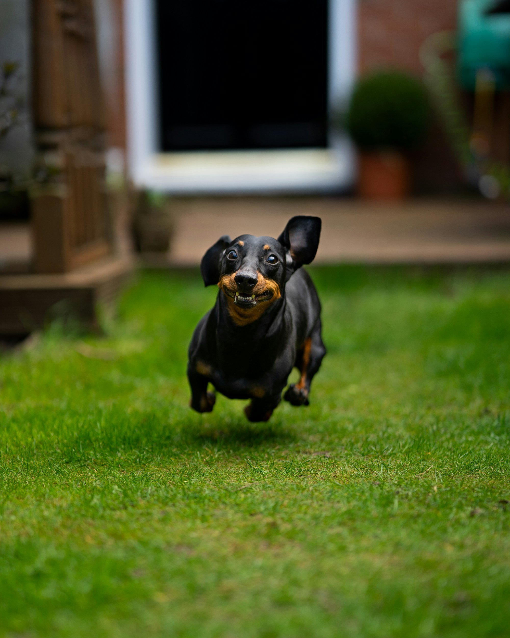 Black Dachshund dog running on green grass toward the camera with a joyful expression, in a backyard with a house and potted plants in the background.