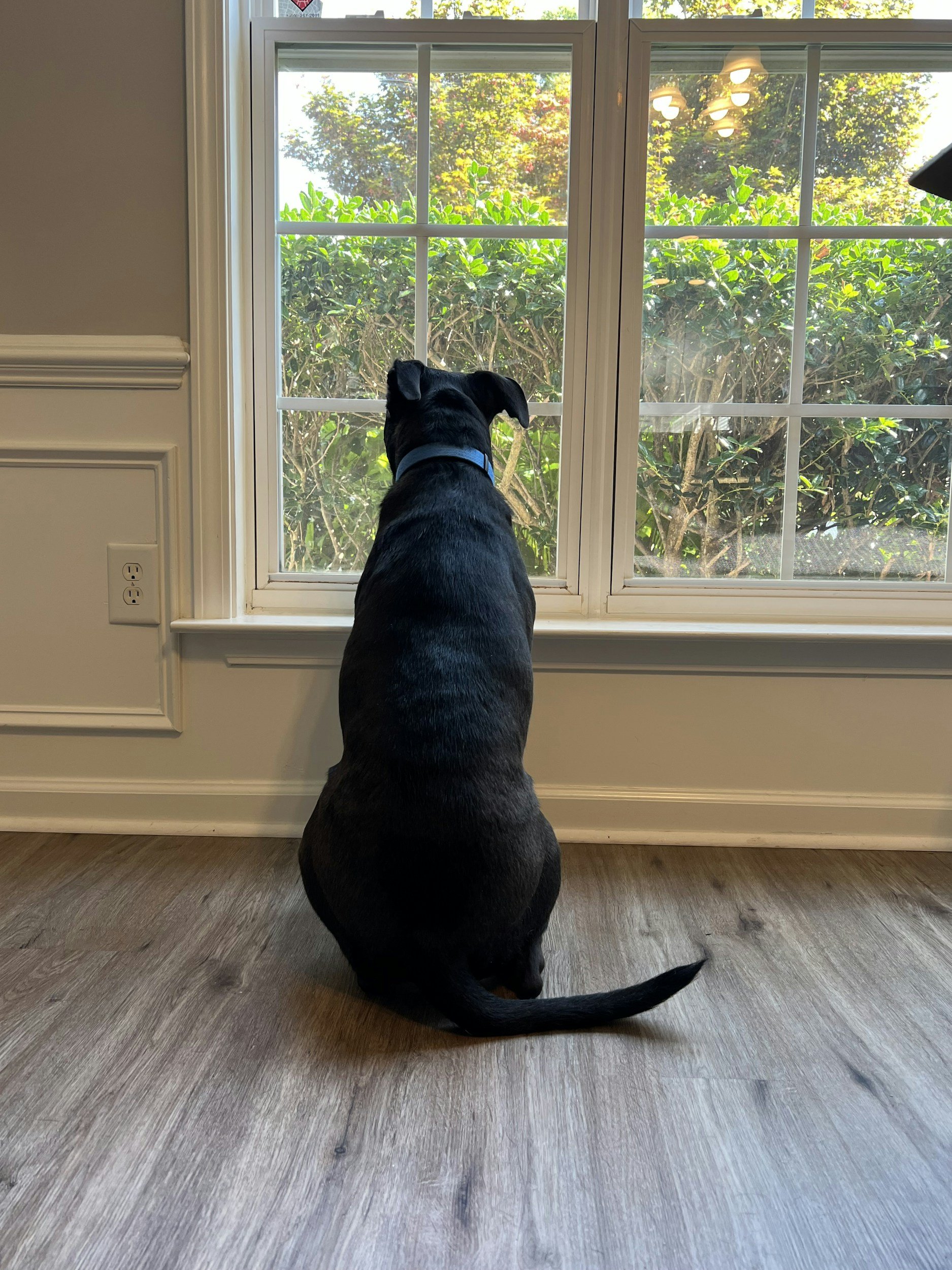 private-dog-training-lessons-in-portland
