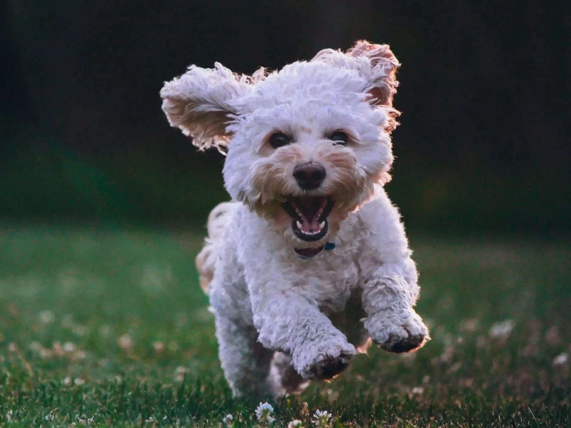 A happy, white, curly-haired dog running on grass with a blurred dark background.