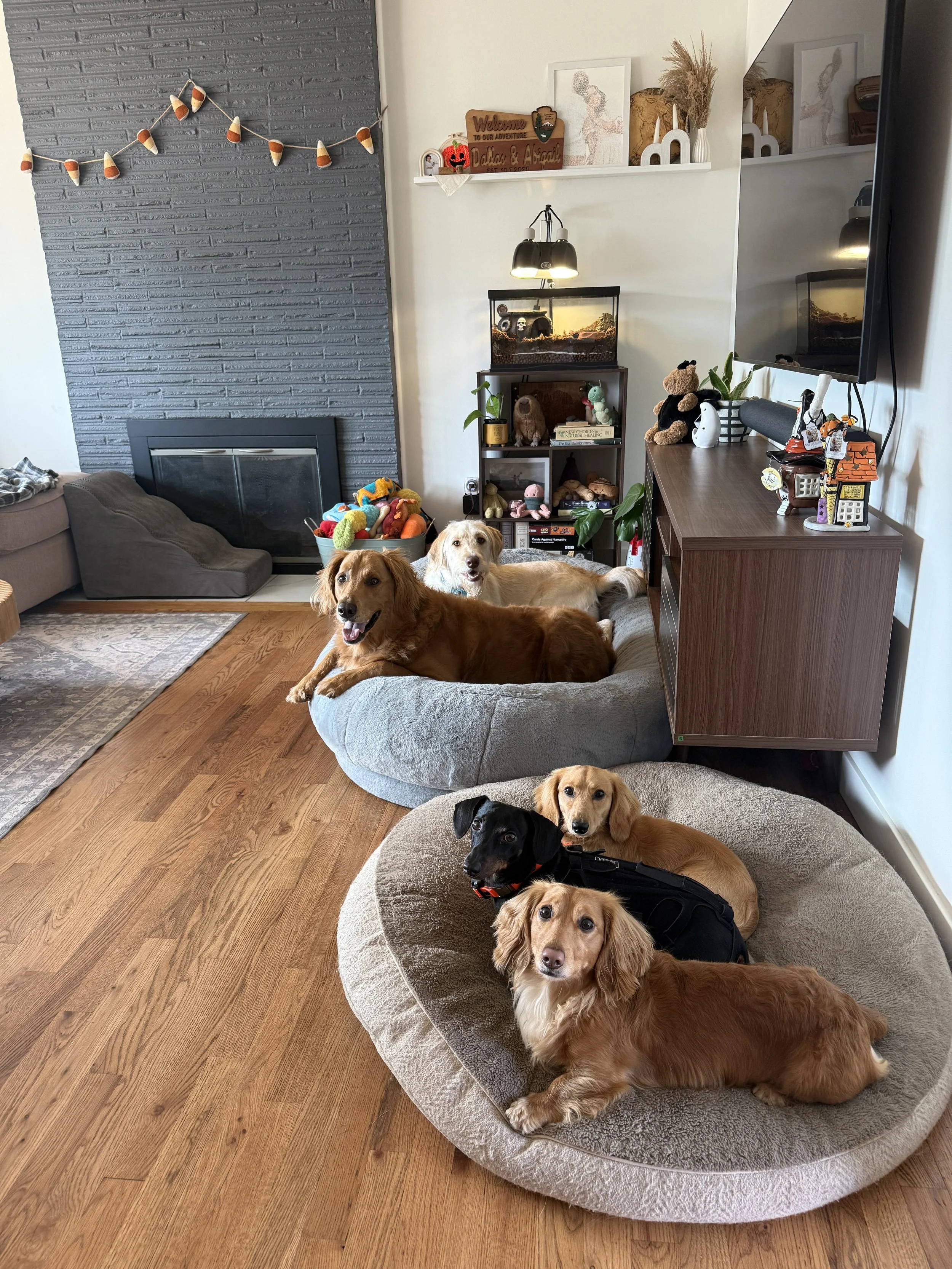 portland-best-dog-boarding
