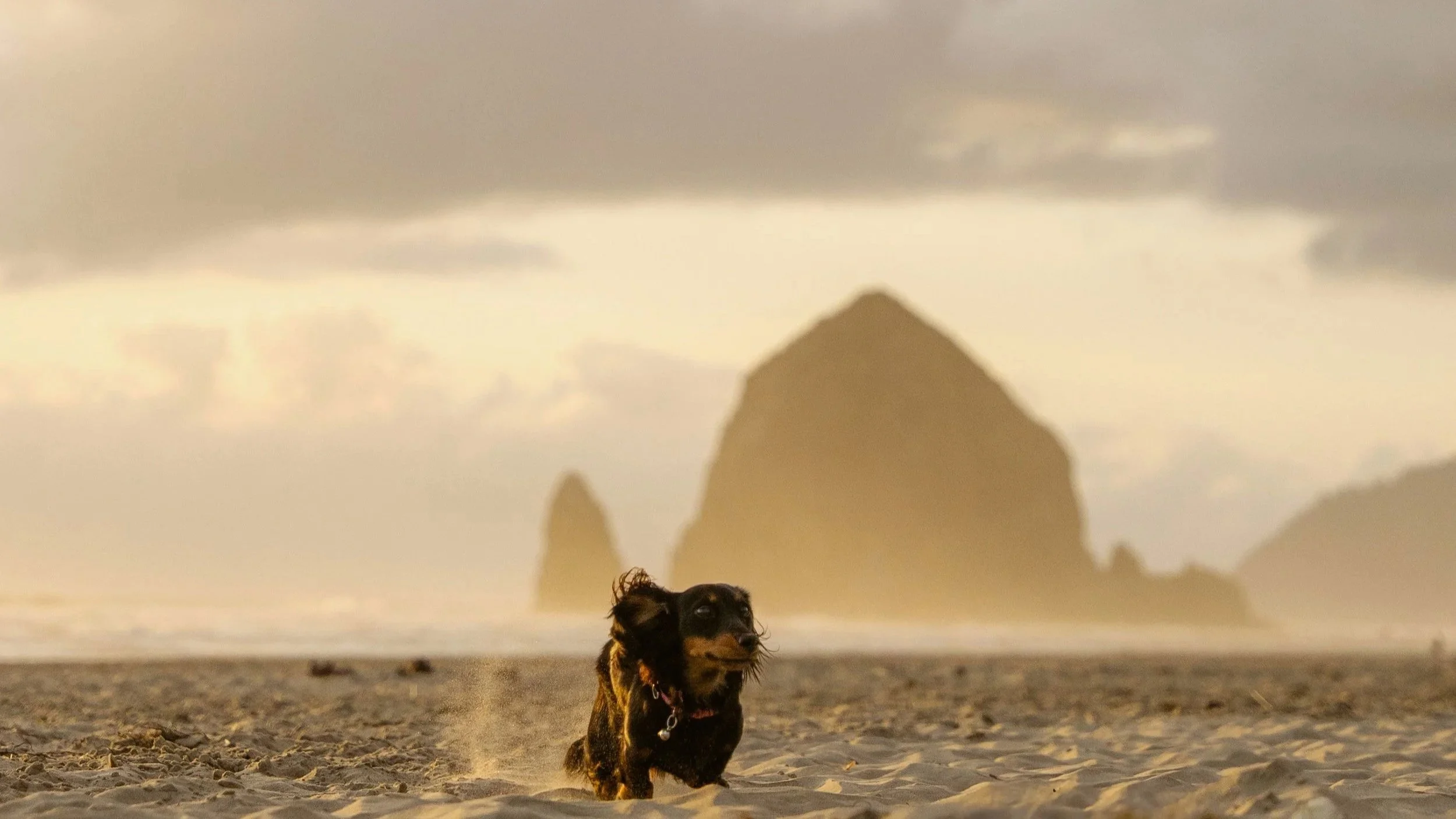 A small dog running on a sandy beach with large rock formations and a cloudy sky in the background.