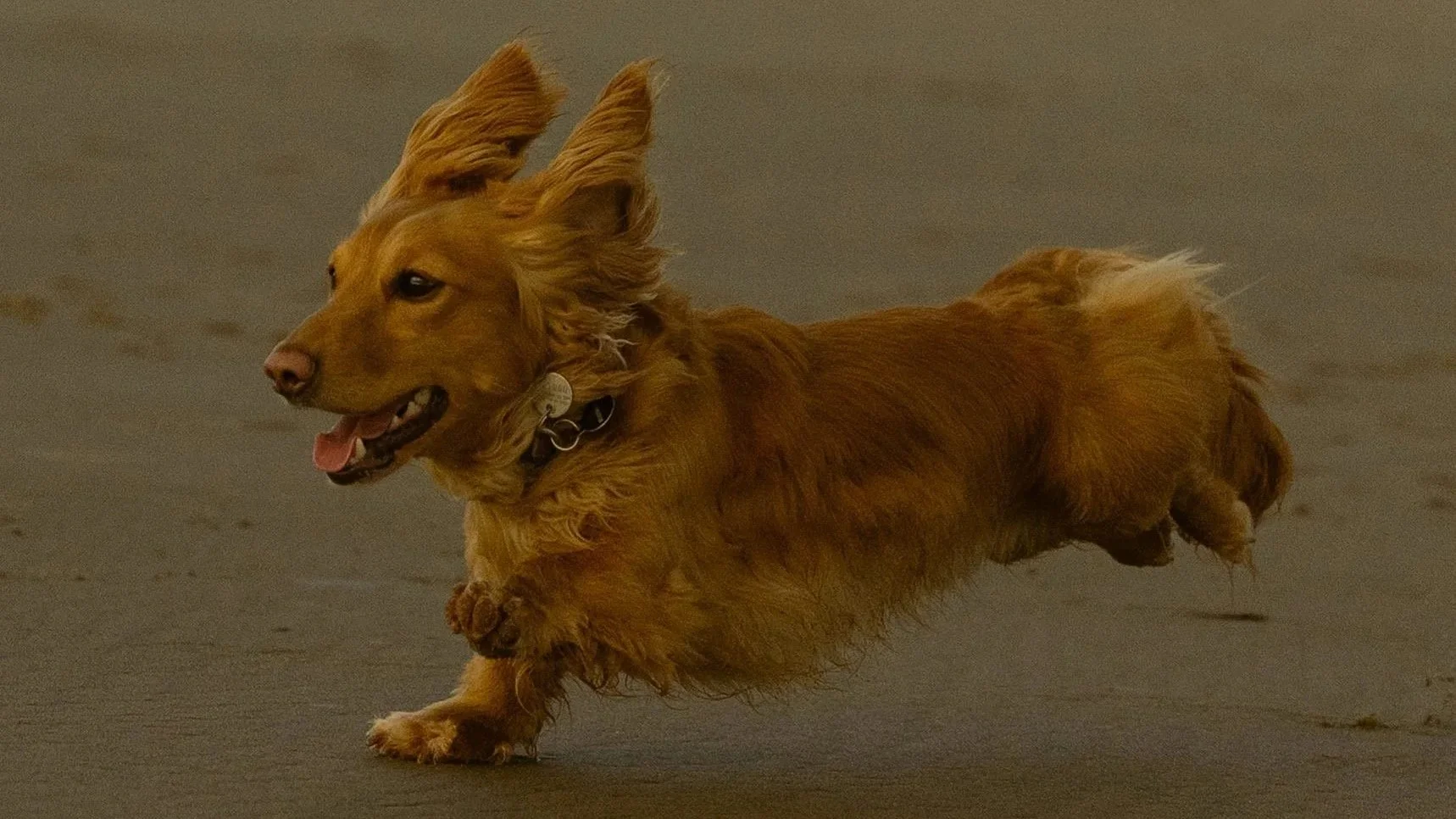 A golden retriever dog running on a sandy beach with its ears flapping and tongue out.