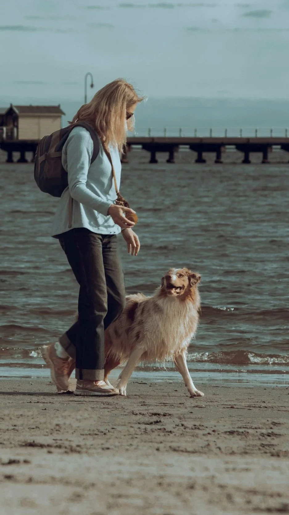 Dog Training Lessons