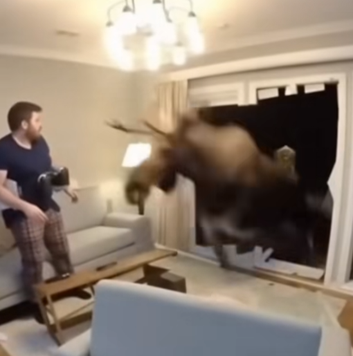 A person holding a power drill watching a large bear bursting through a glass sliding door inside a living room.