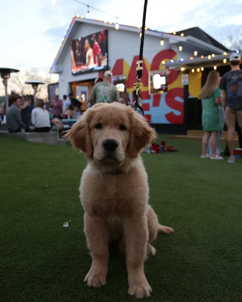 Dog Friendly Maggie's Place Nashville