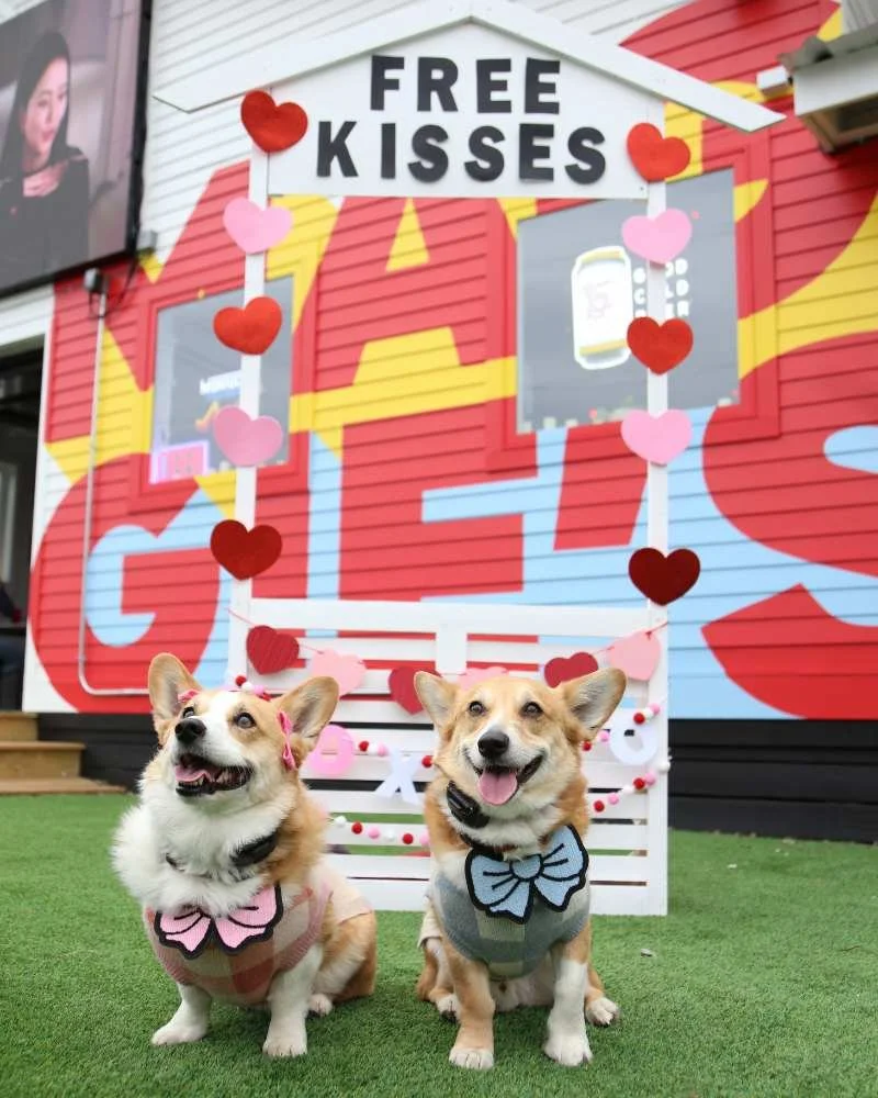 Dog Pop Up Kissing Booth Valentine's Day Maggie's Place Nashville