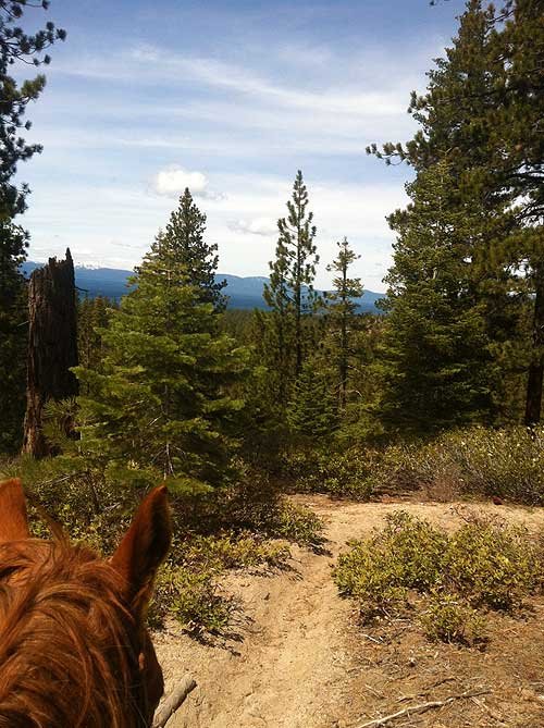 Part of a horse's head with a brown mane visible in the bottom left corner, in a forested area with tall trees and mountains in the background, under a partly cloudy sky.
