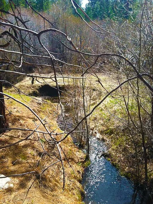 A small stream flowing through a wooded area with leafless branches overhanging, dirt banks, and a rocky tunnel in the background.