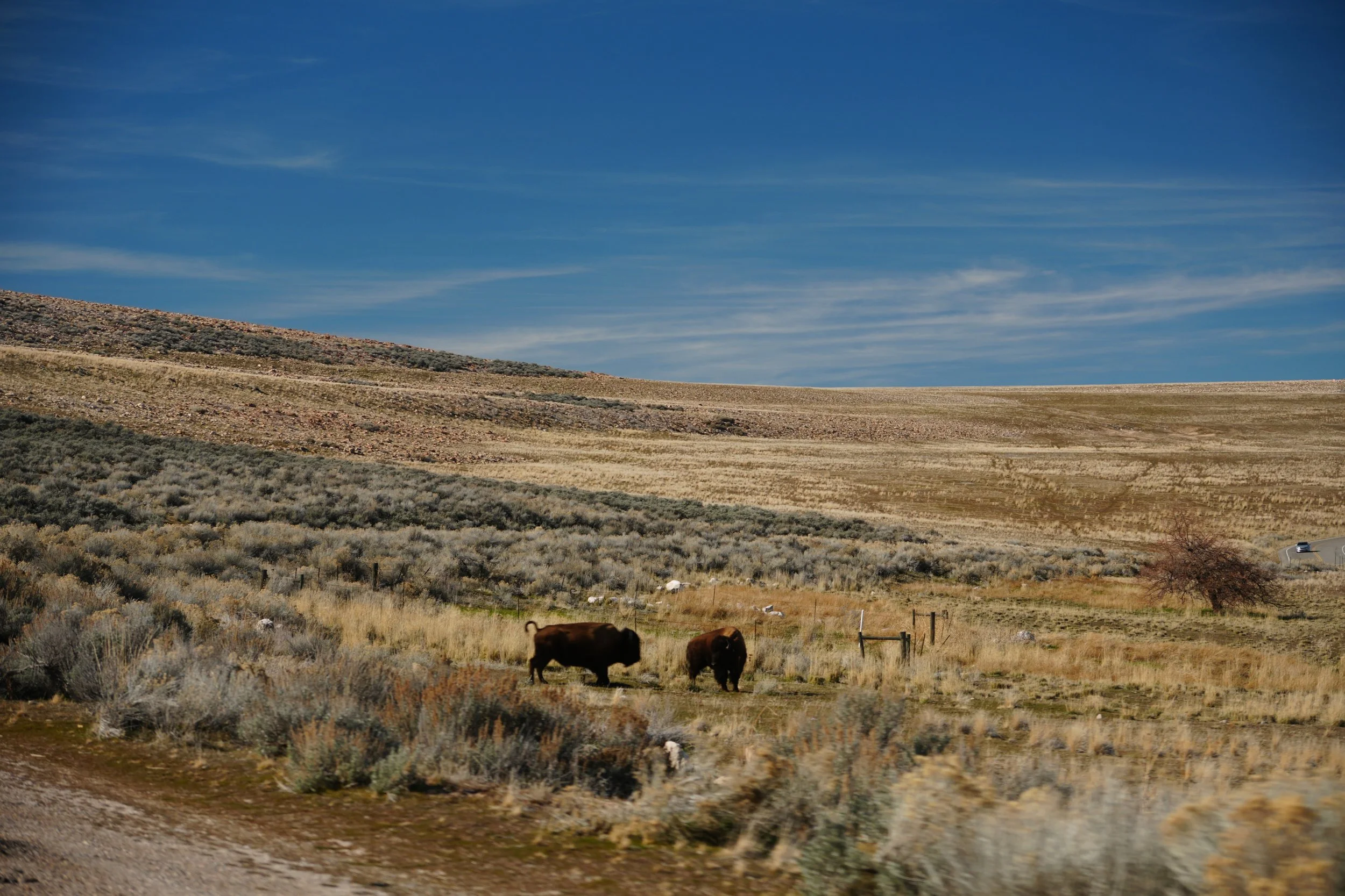 Two bison in an open Utah field beneath a wide blue sky