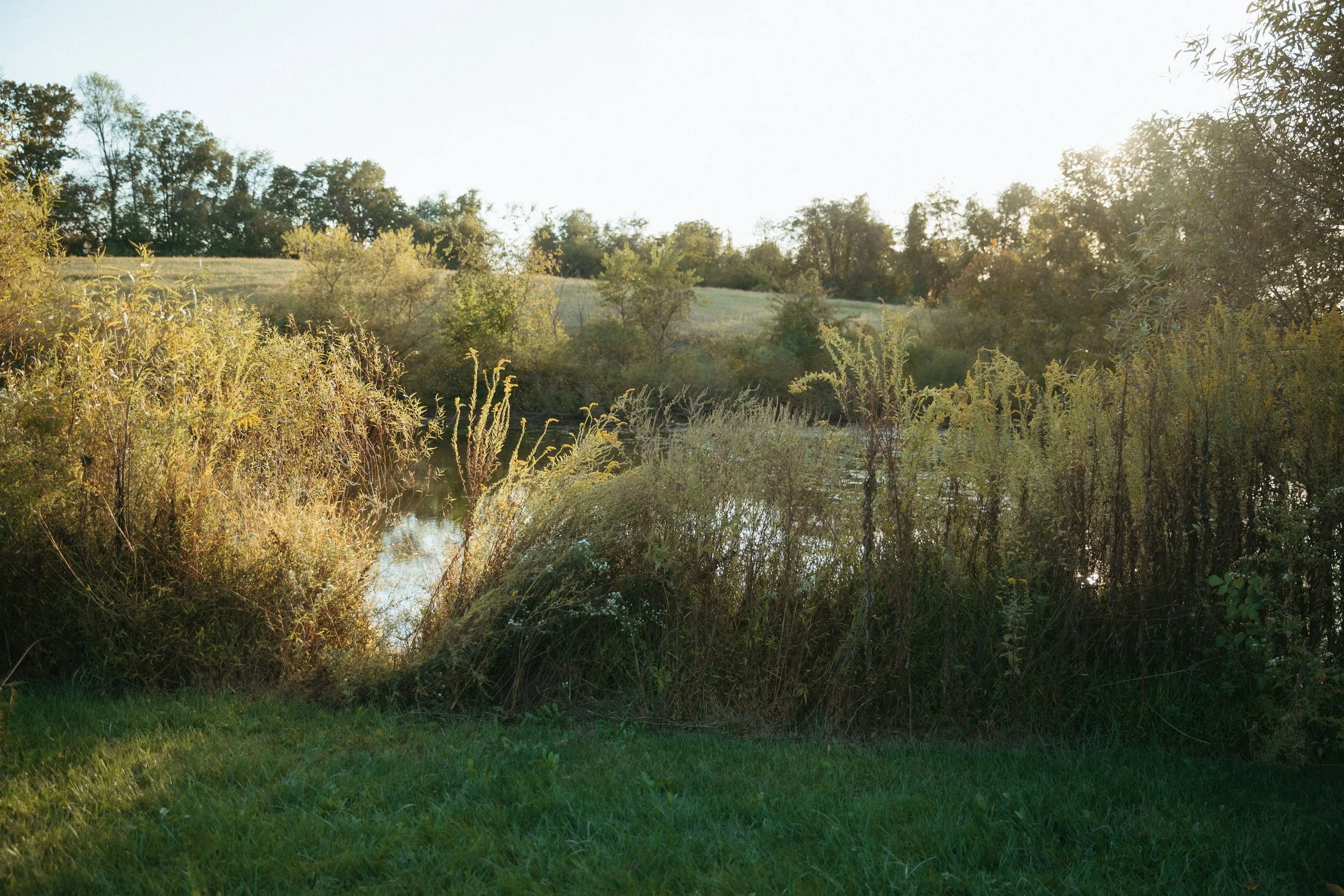 A peaceful riverside scene with tall grass and bushes near the water, overlooking a hill with trees in the background, illuminated by sunlight.