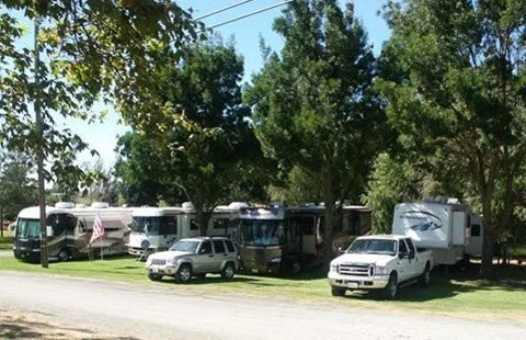 A row of several parked RVs and vehicles under trees in a grassy area.